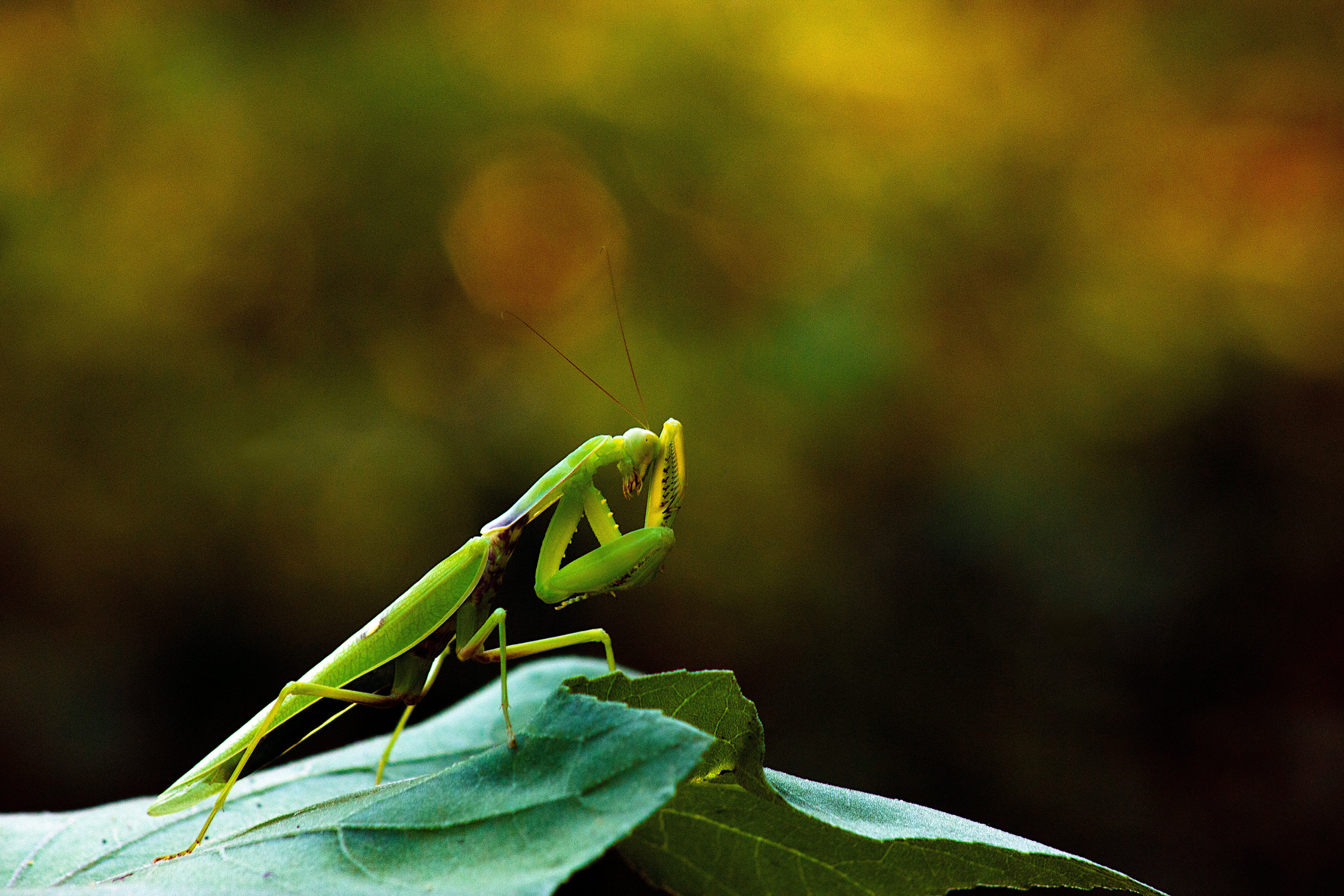 A Green Praying Mantis on a Leaf · Free