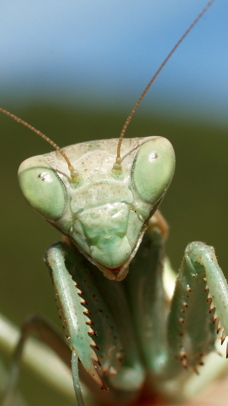 Praying Mantis Phone Wallpaper