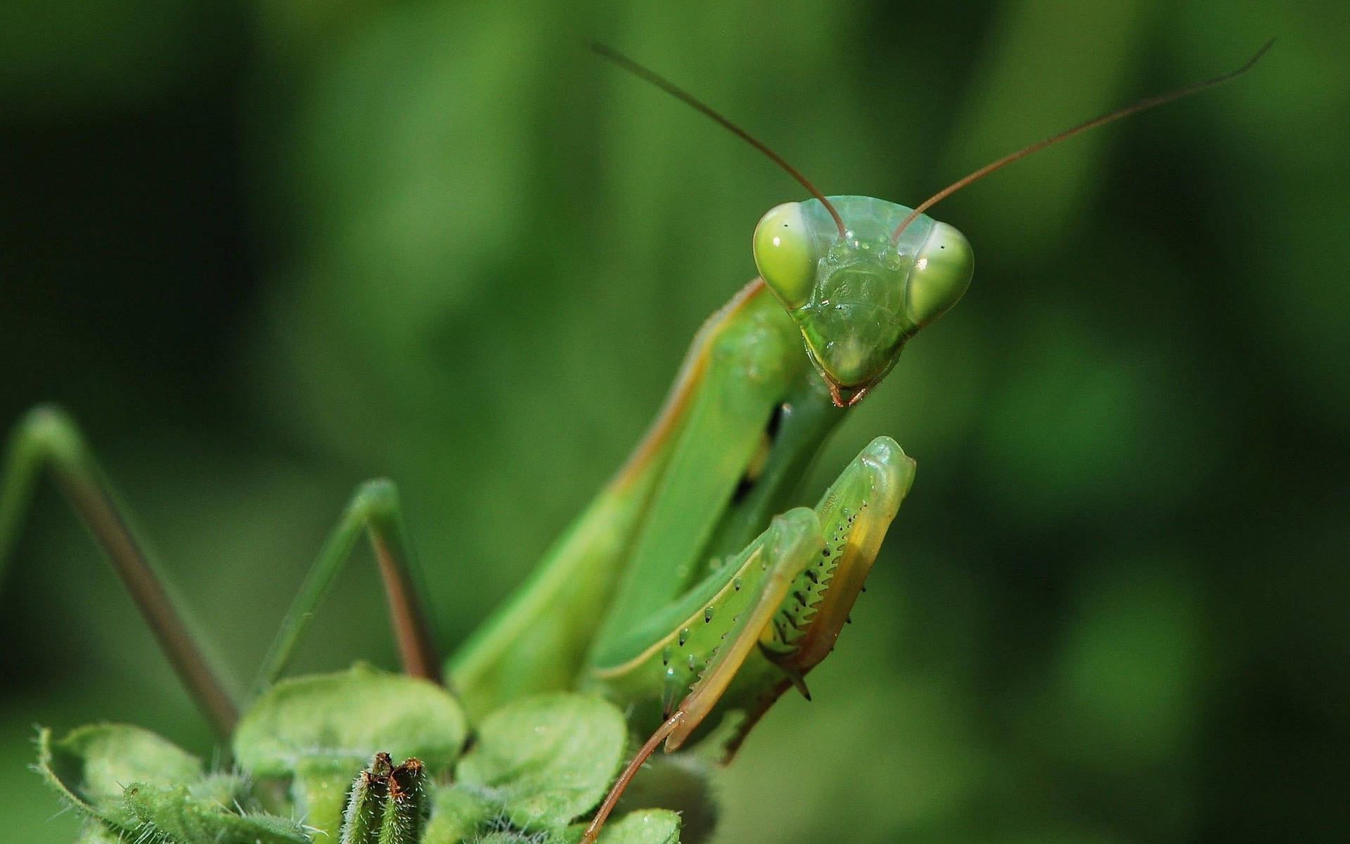 Big Eyed Praying Mantis Wallpaper