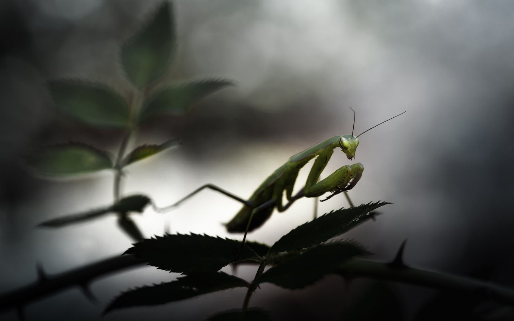 Animals mantis Praying Mantis wallpaper