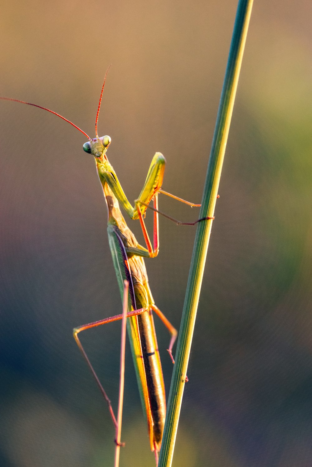 Praying Mantis Picture. Download Free