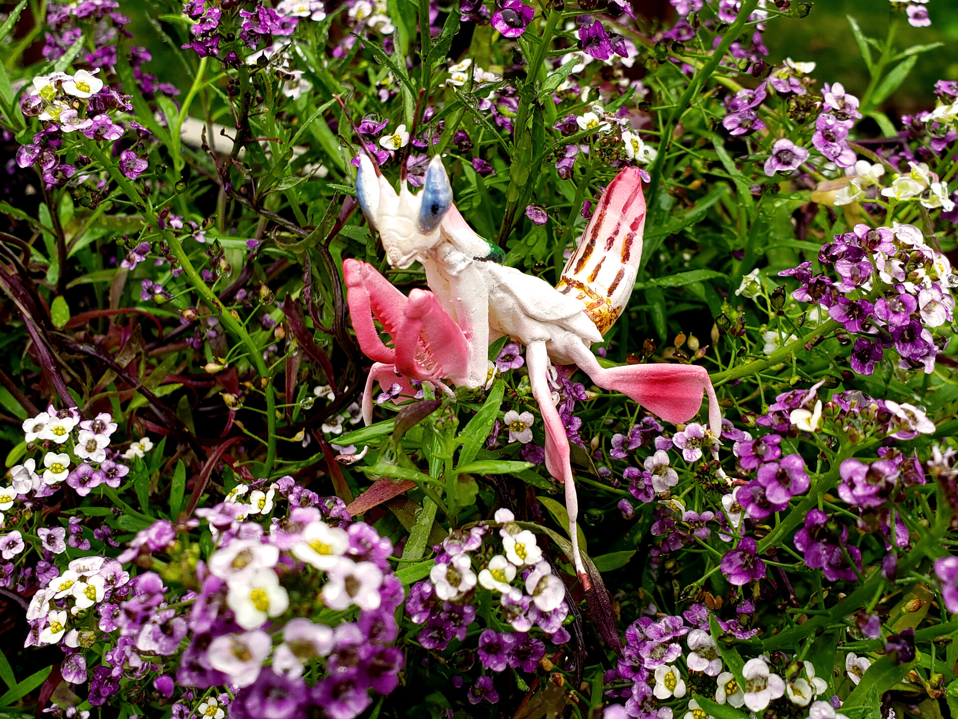 Orchid Mantis
