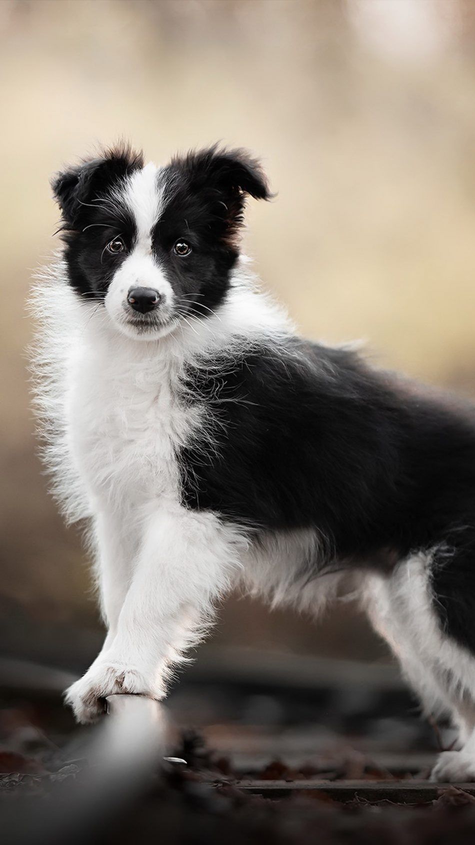 Border Collie Pet Dog 4K Ultra HD