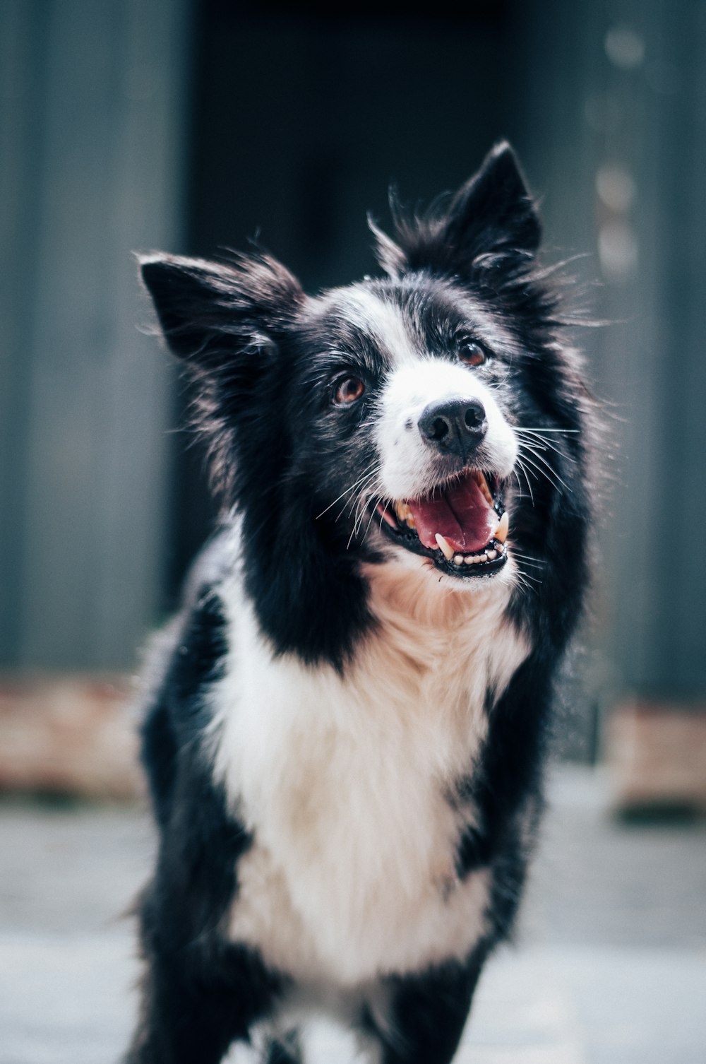 Border Collie Picture. Download