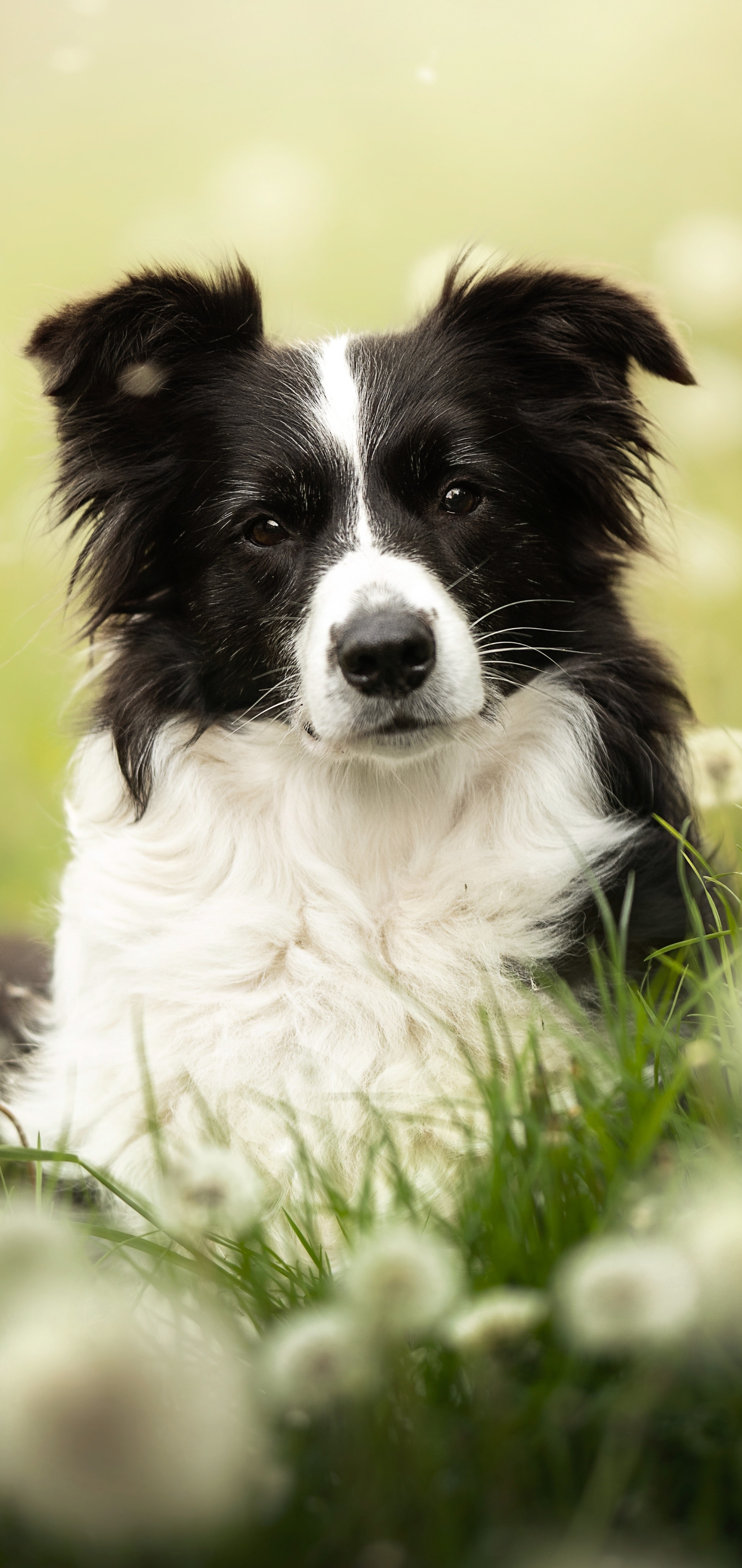 Border Collie iPhone Wallpaper
