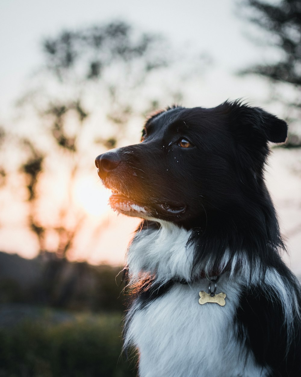 black border collie photo