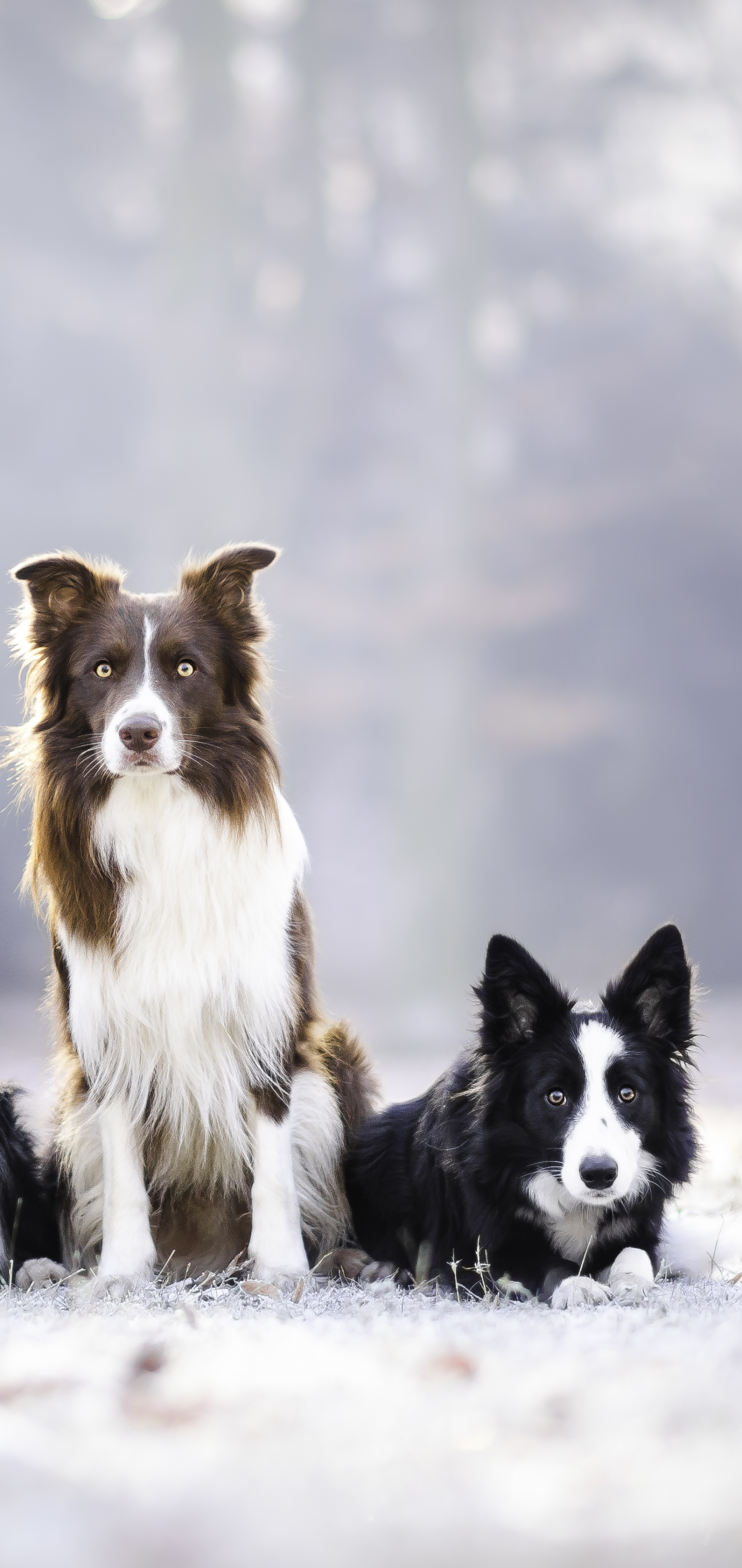 Dog, Animal, Border Collie, 1169757