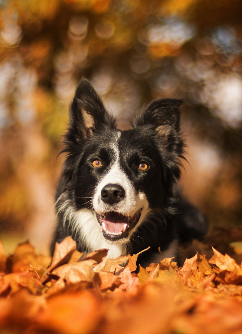 Download wallpaper 840x1160 border