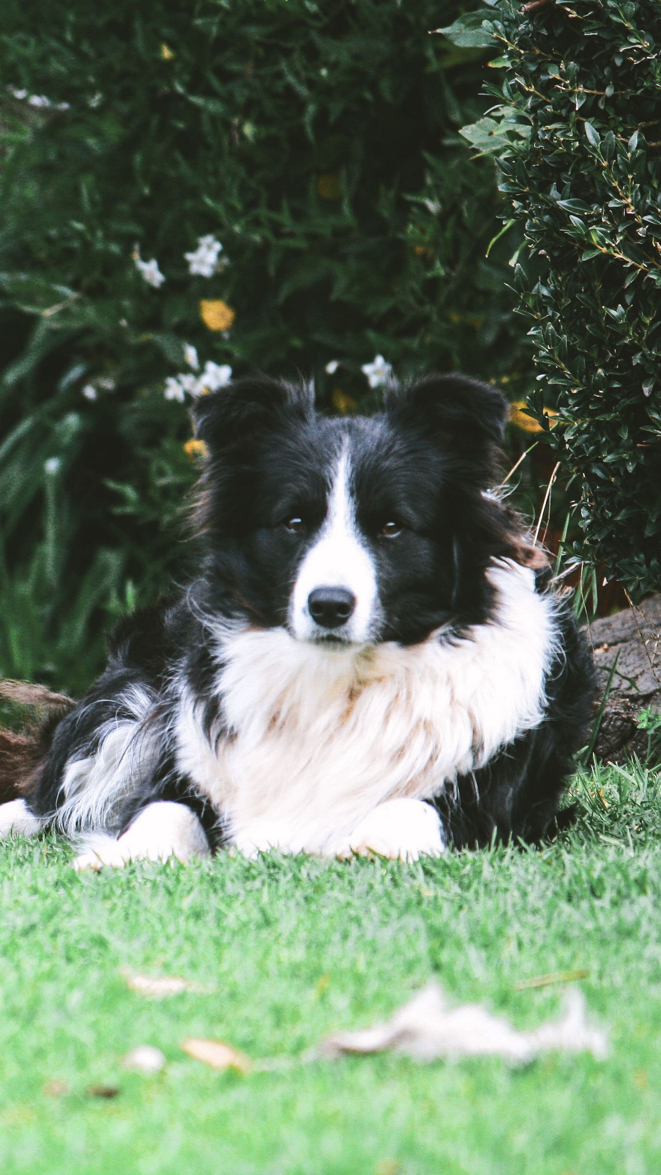 Download wallpaper 1350x2400 border