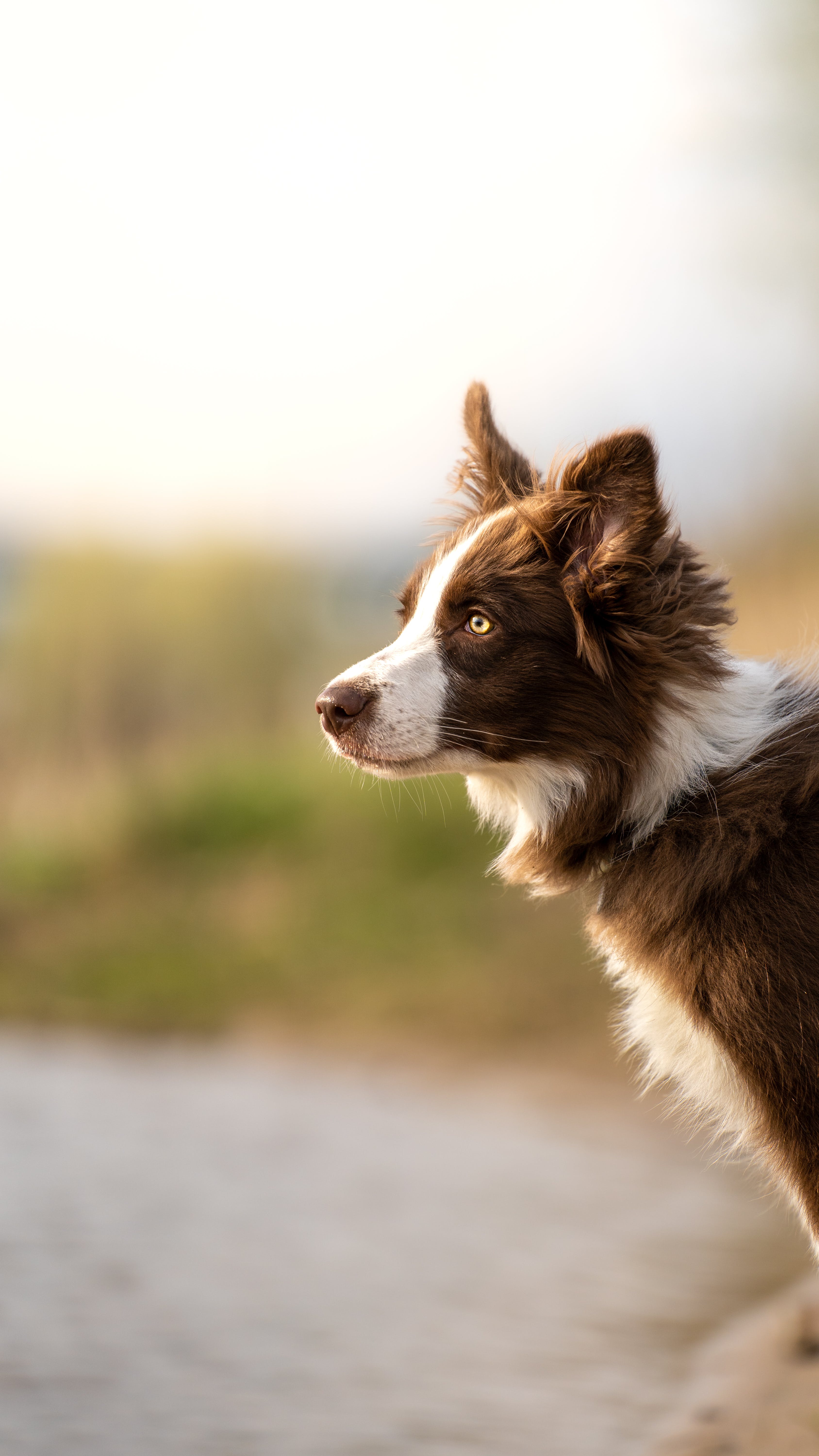 A Border Collie Dog on the Beach · Free