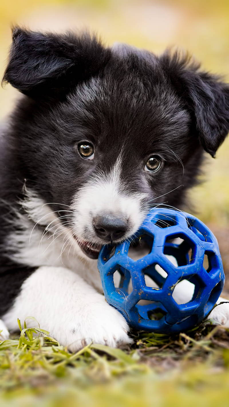 Border Collie Puppy Wallpaper