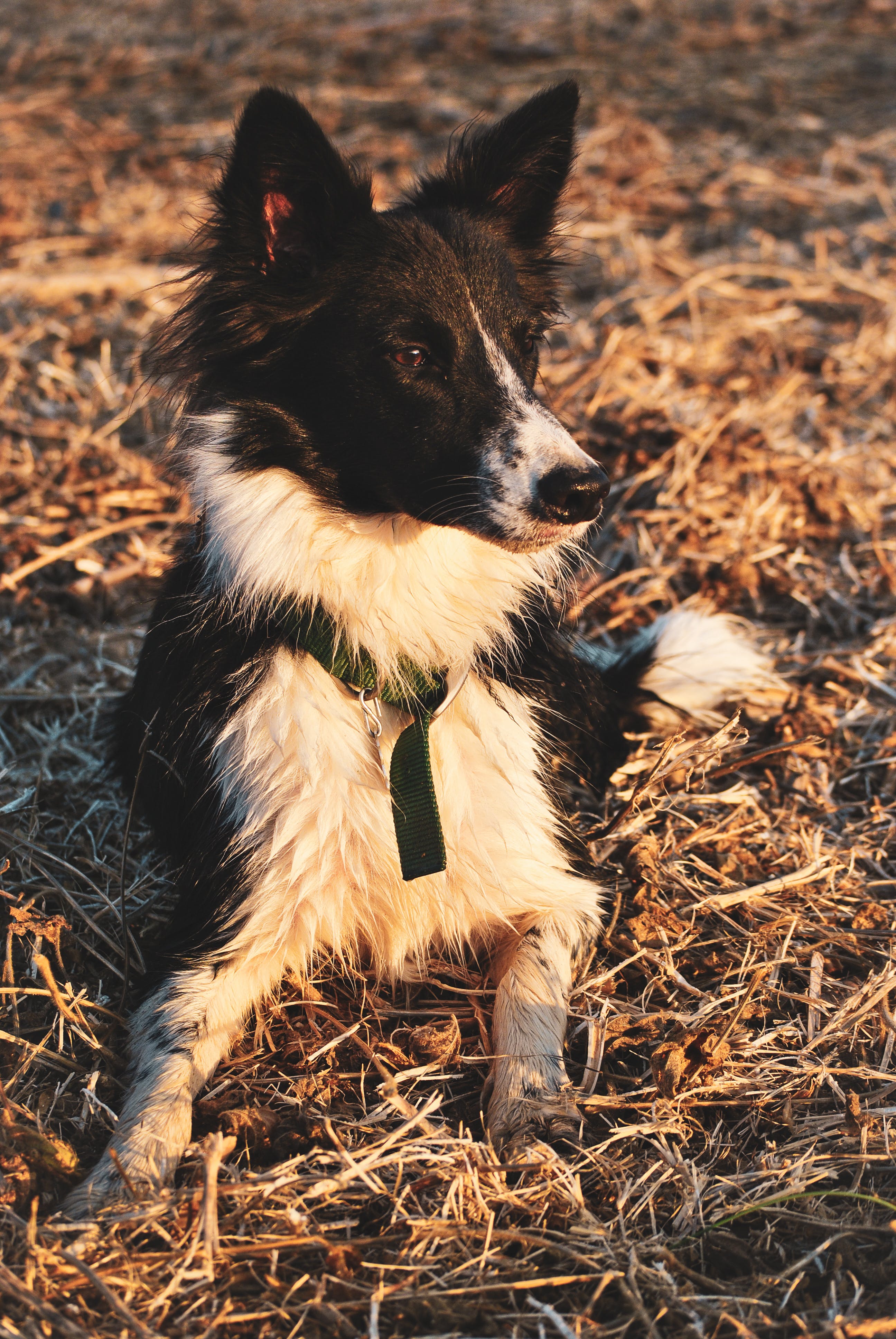 Border Collie Dog Lying on the Brown