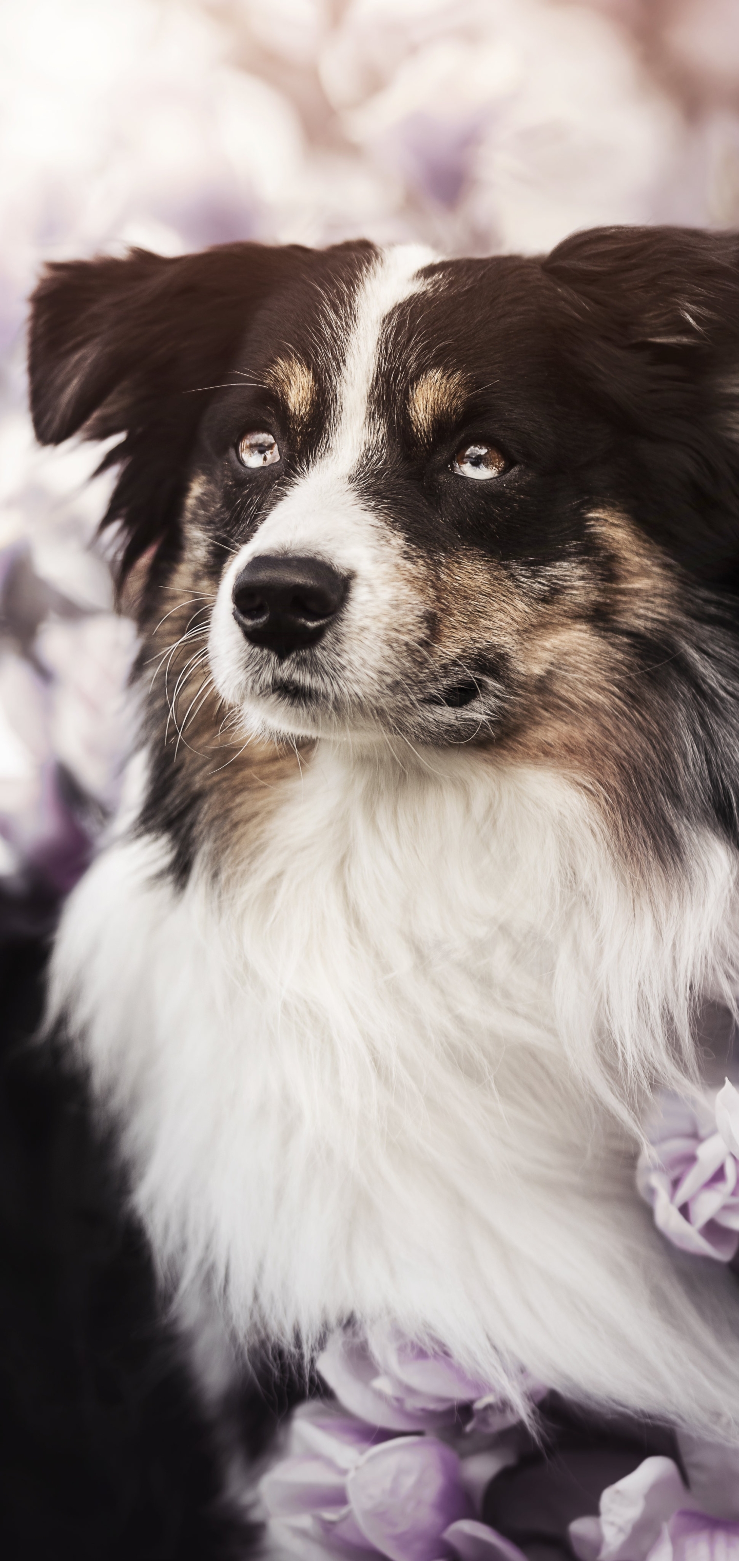 Border Collie Phone Wallpaper