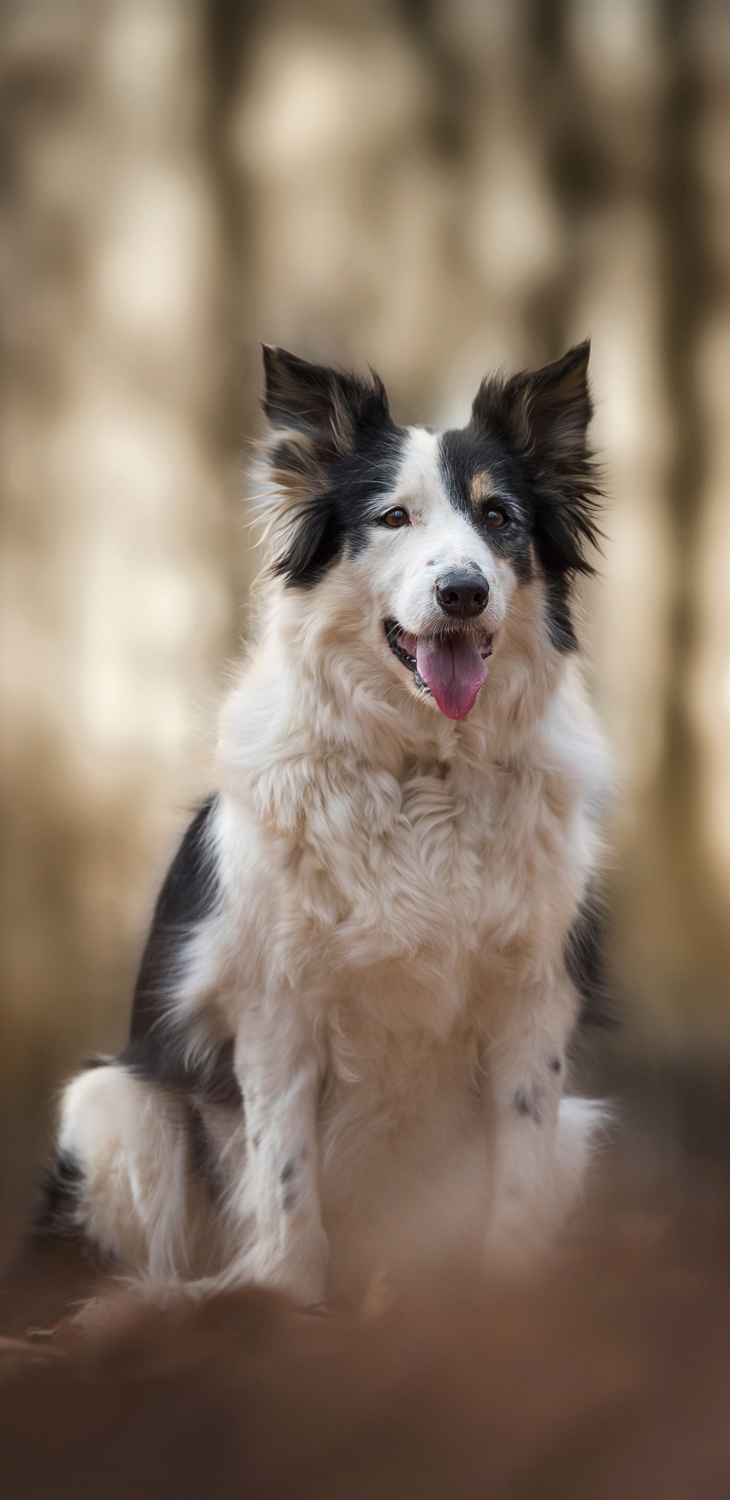 Dogs, Dog, Animal, Border Collie