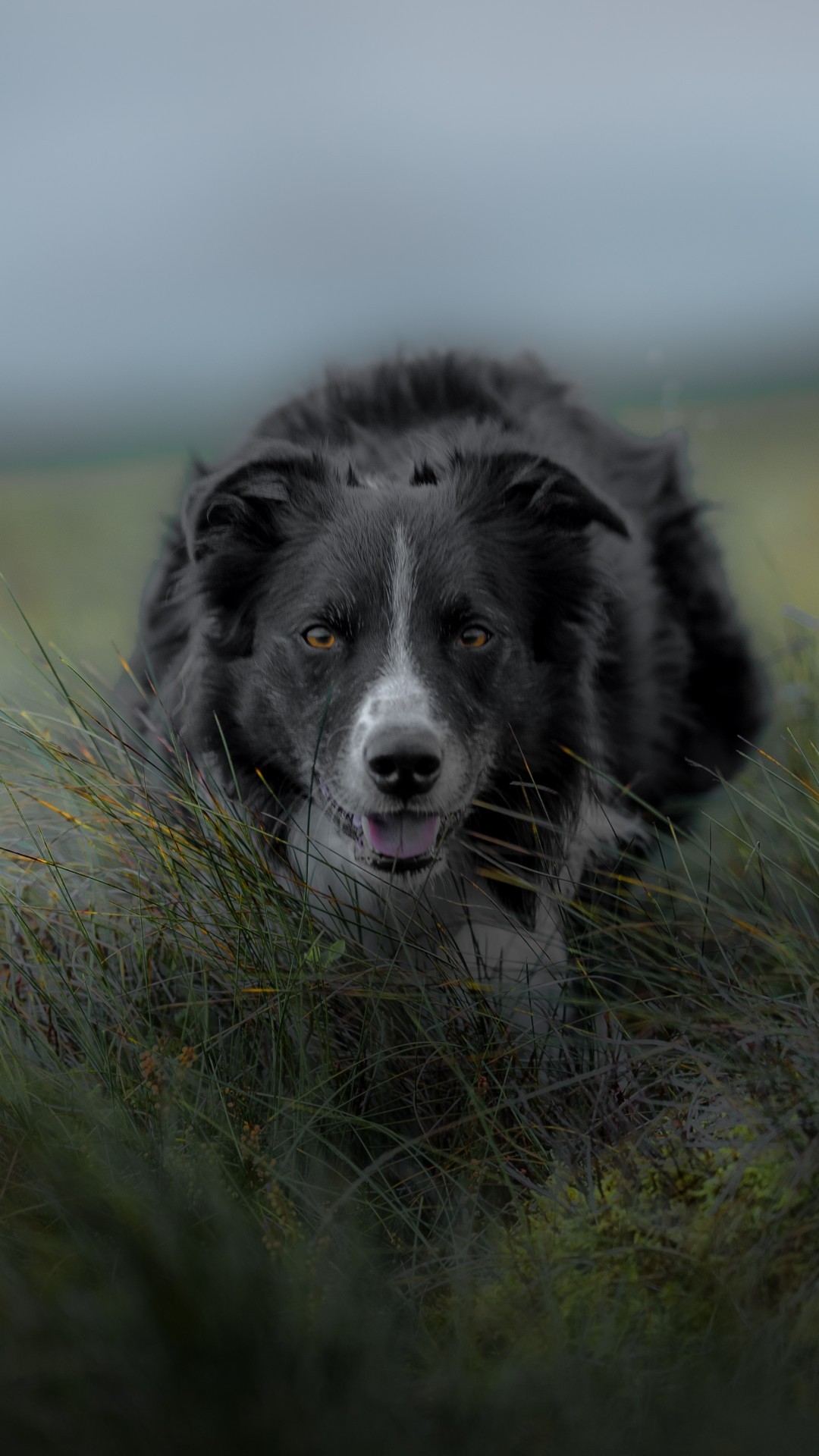 Grass Collie Wallpaper iPhone