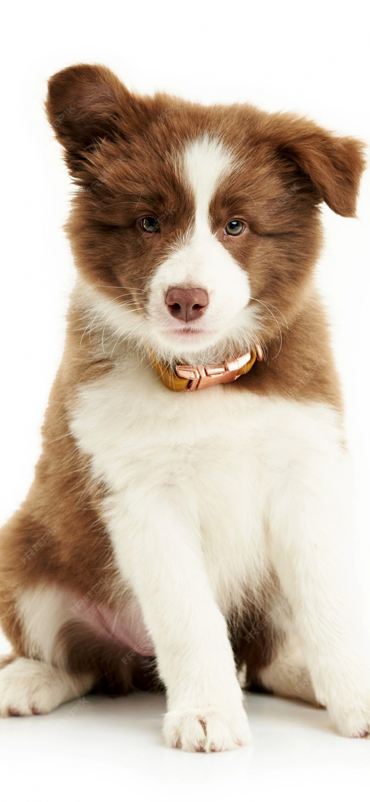 Border Collie Wallpaper 4K, Cute puppy