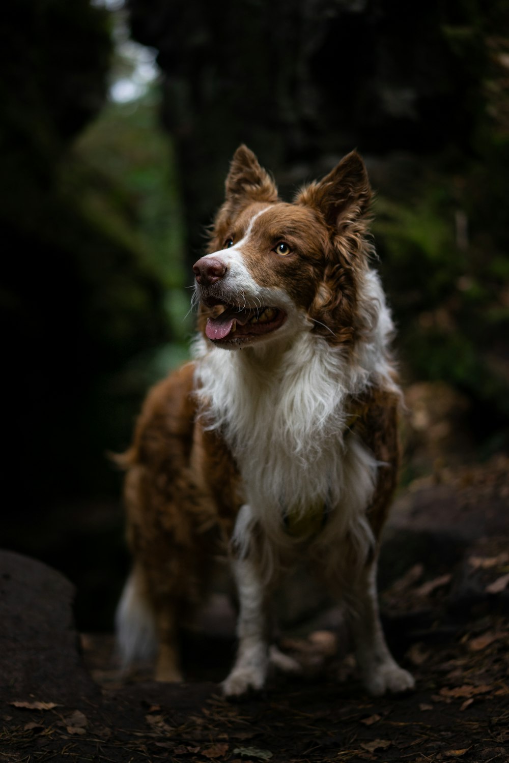 Brown and white border collie photo