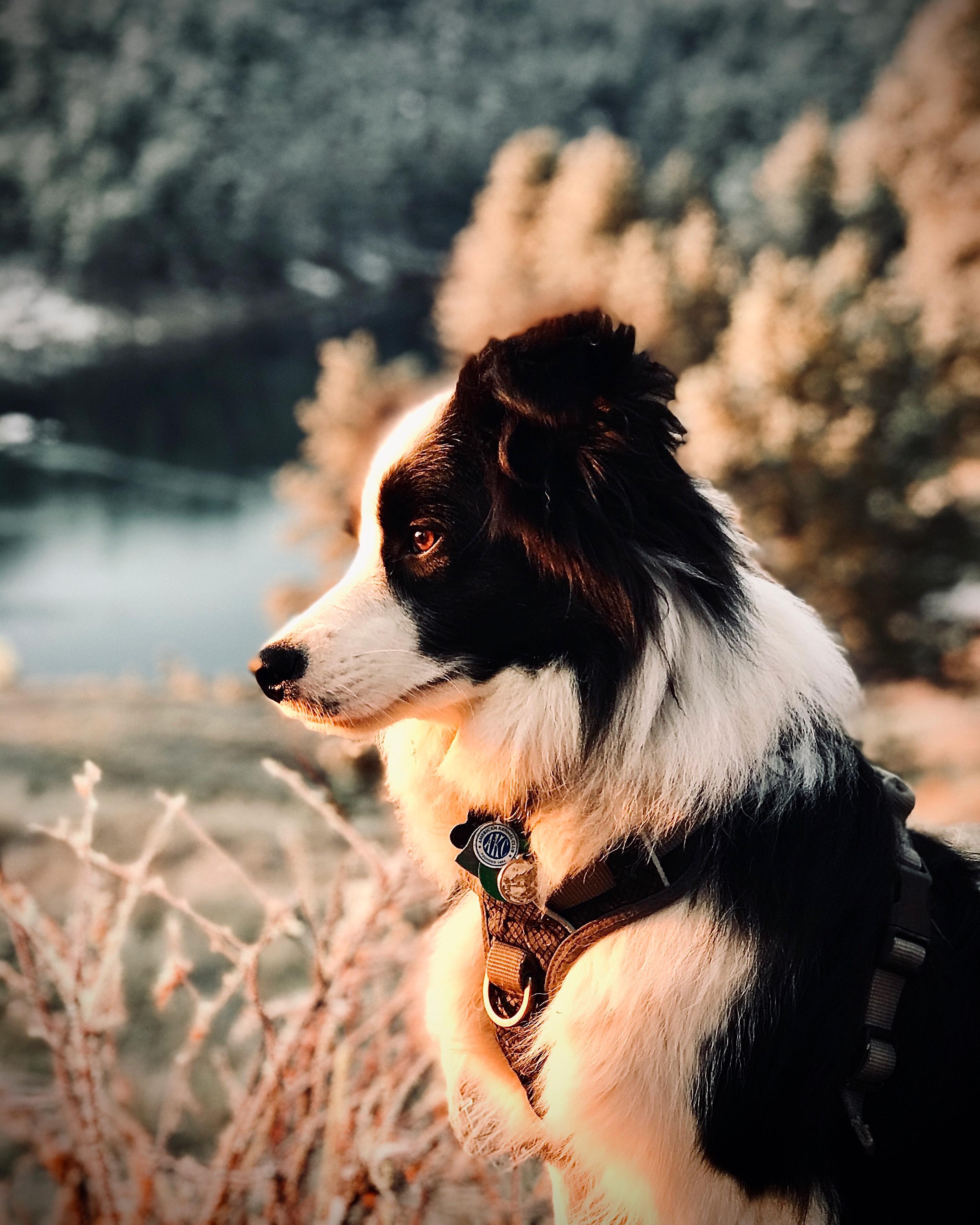 Do your BC's also pose for the camera