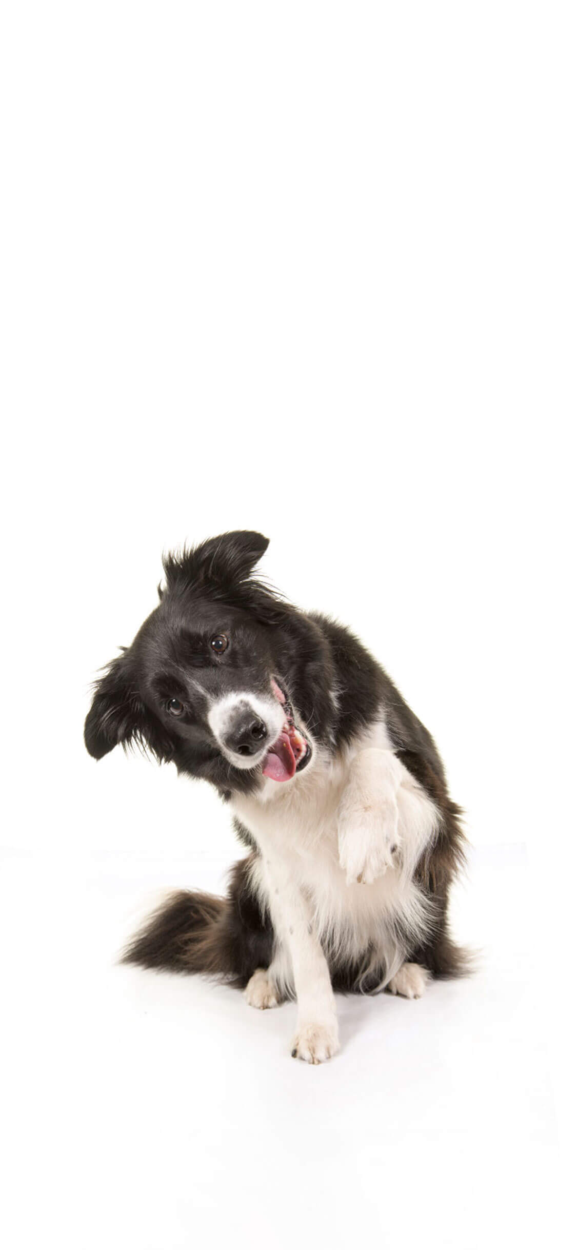 Free HD White iPhone Wallpaper