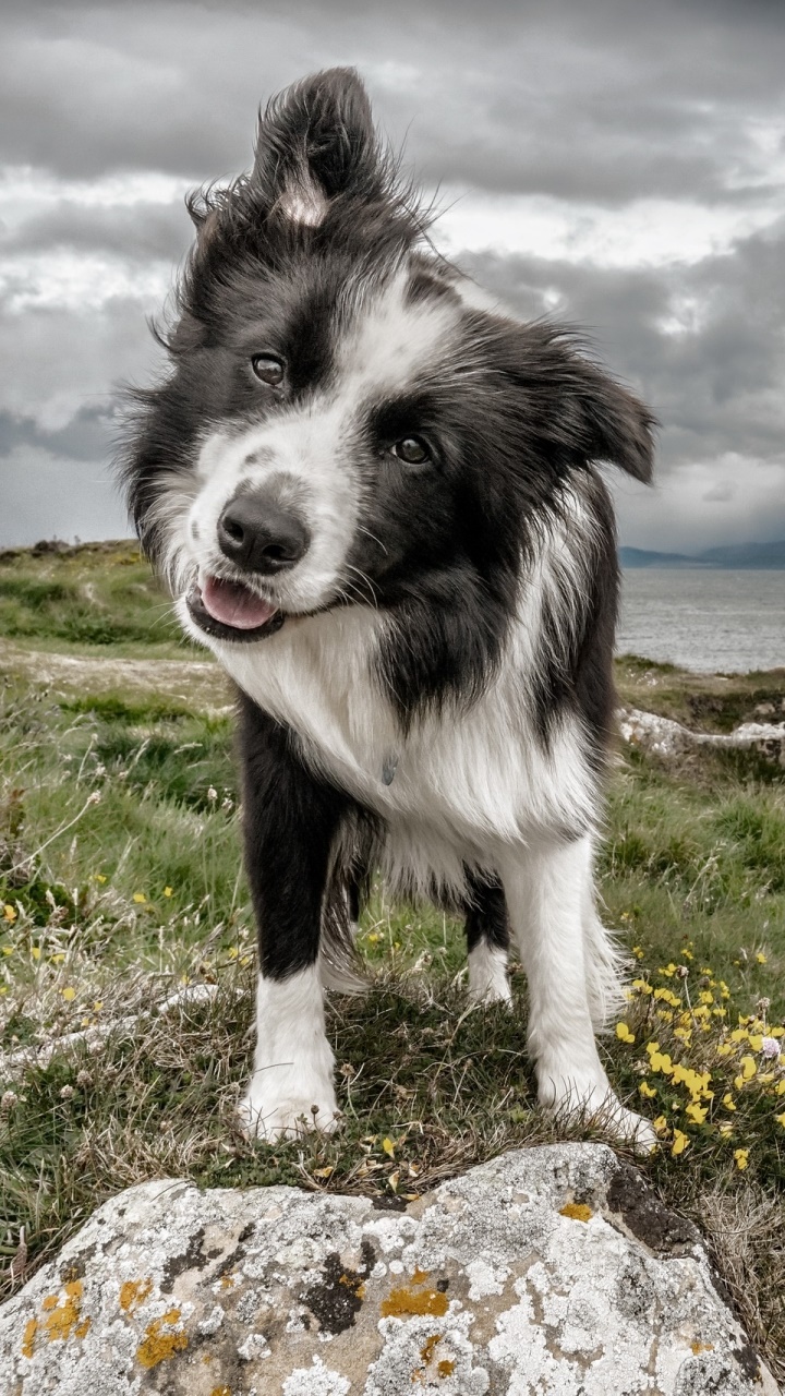 Animal Border Collie, Dog, 720x1280