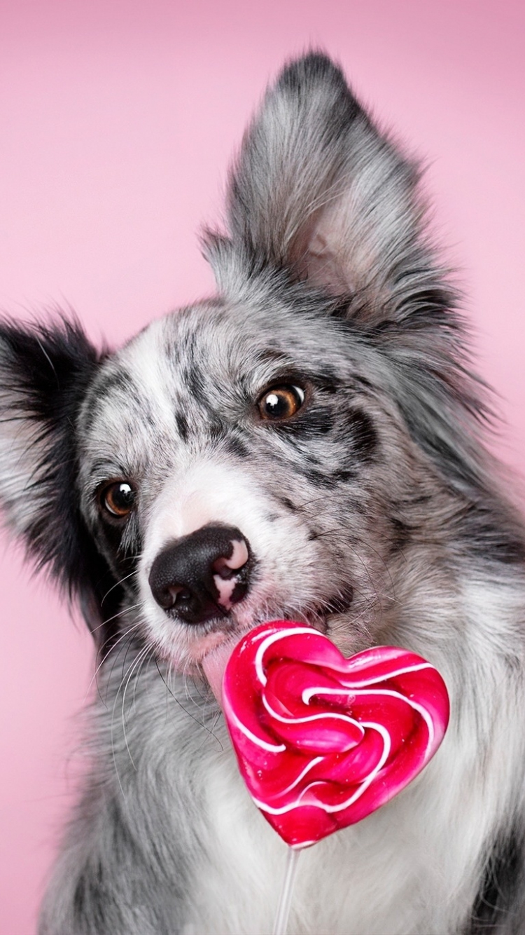 Download wallpaper 750x1334 muzzle