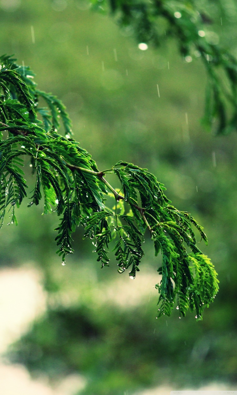 Ultra HD Desktop Background Wallpaper