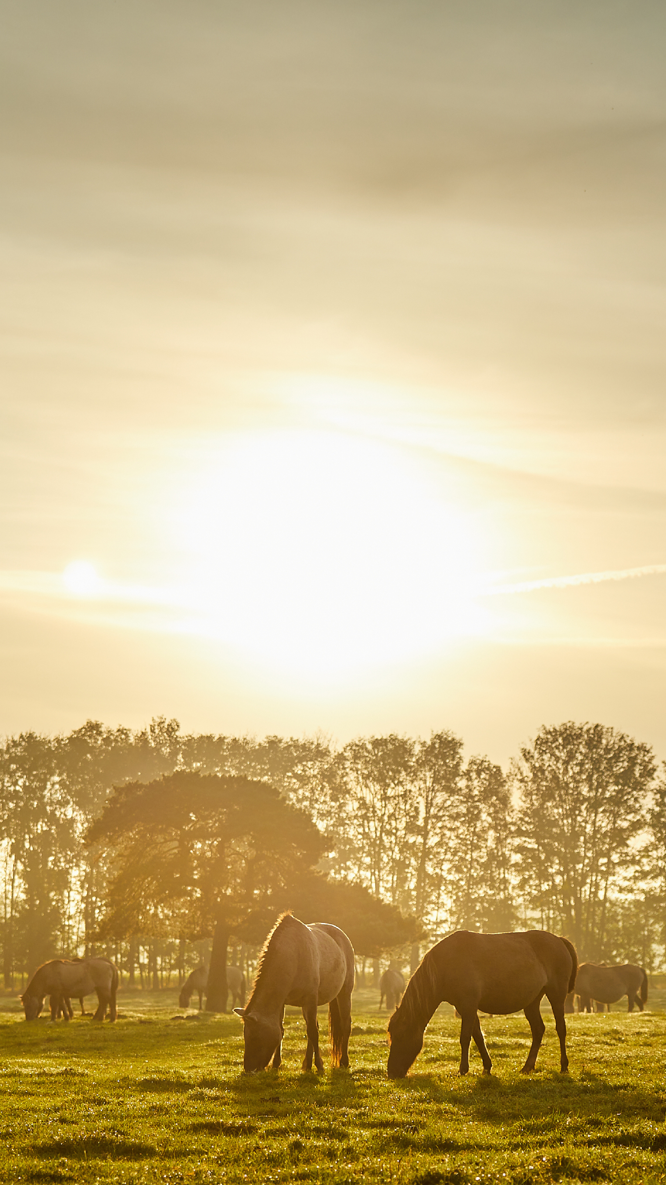 Farm Animals Wallpaper (image inside)