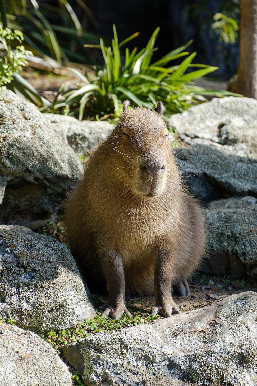 iOS 16 Capybara wallpaper