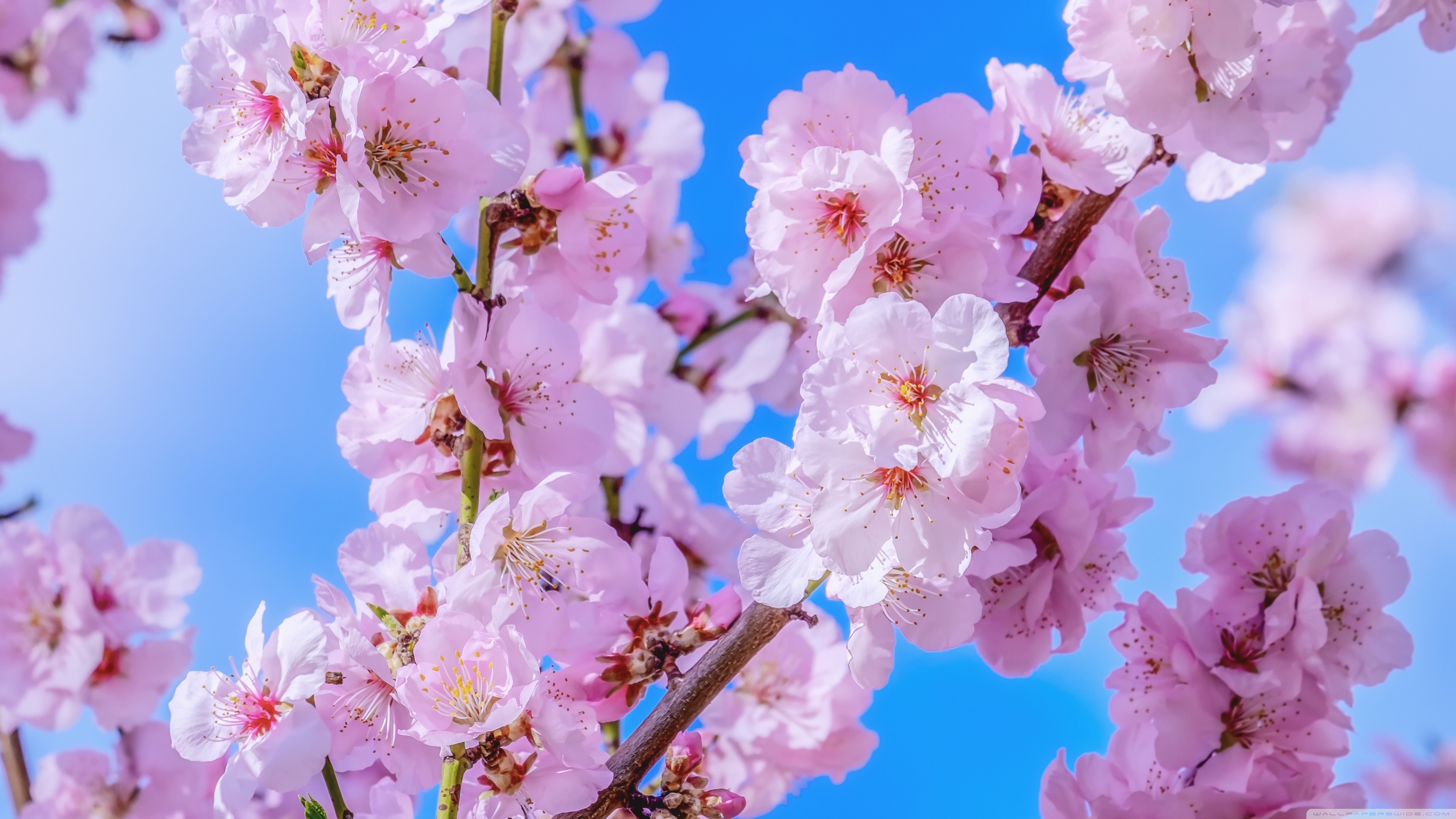 Japanese Cherry Blossom, Blue Sky, Springtime 4K UHD Wallpaper for UltraHD Desktop and TV, Widescreen and UltraWide Display, Smartphone and Tablet Devices
