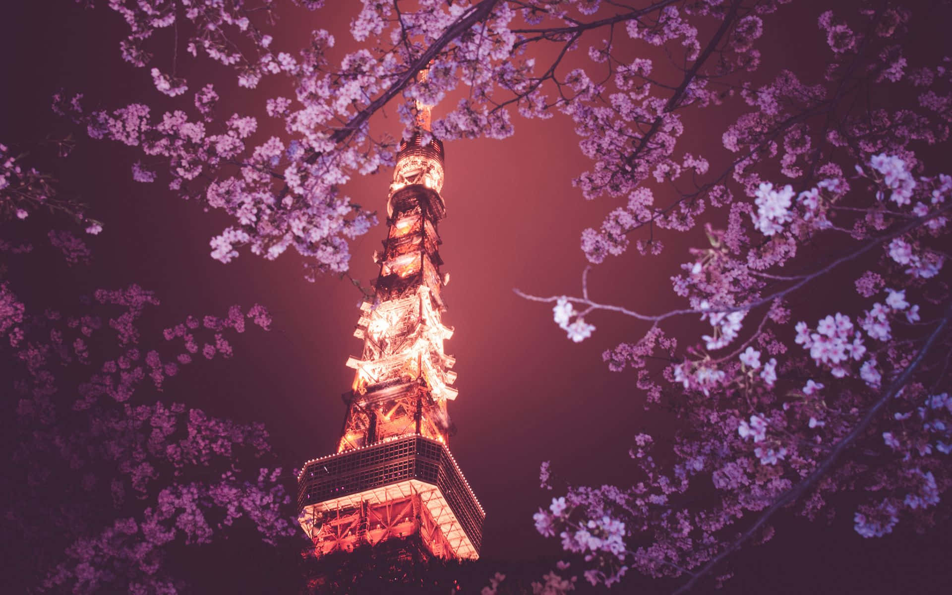 Dark Cherry Blossom Wallpaper