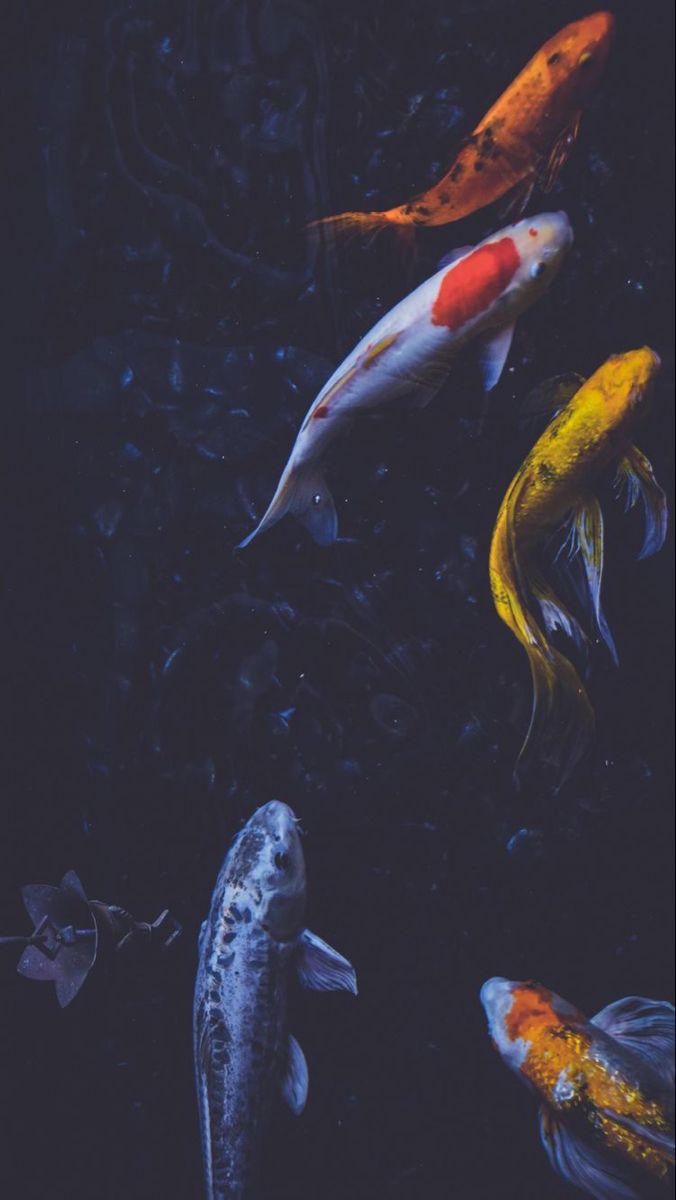 Fish wallpaper, Koi wallpaper, Fish