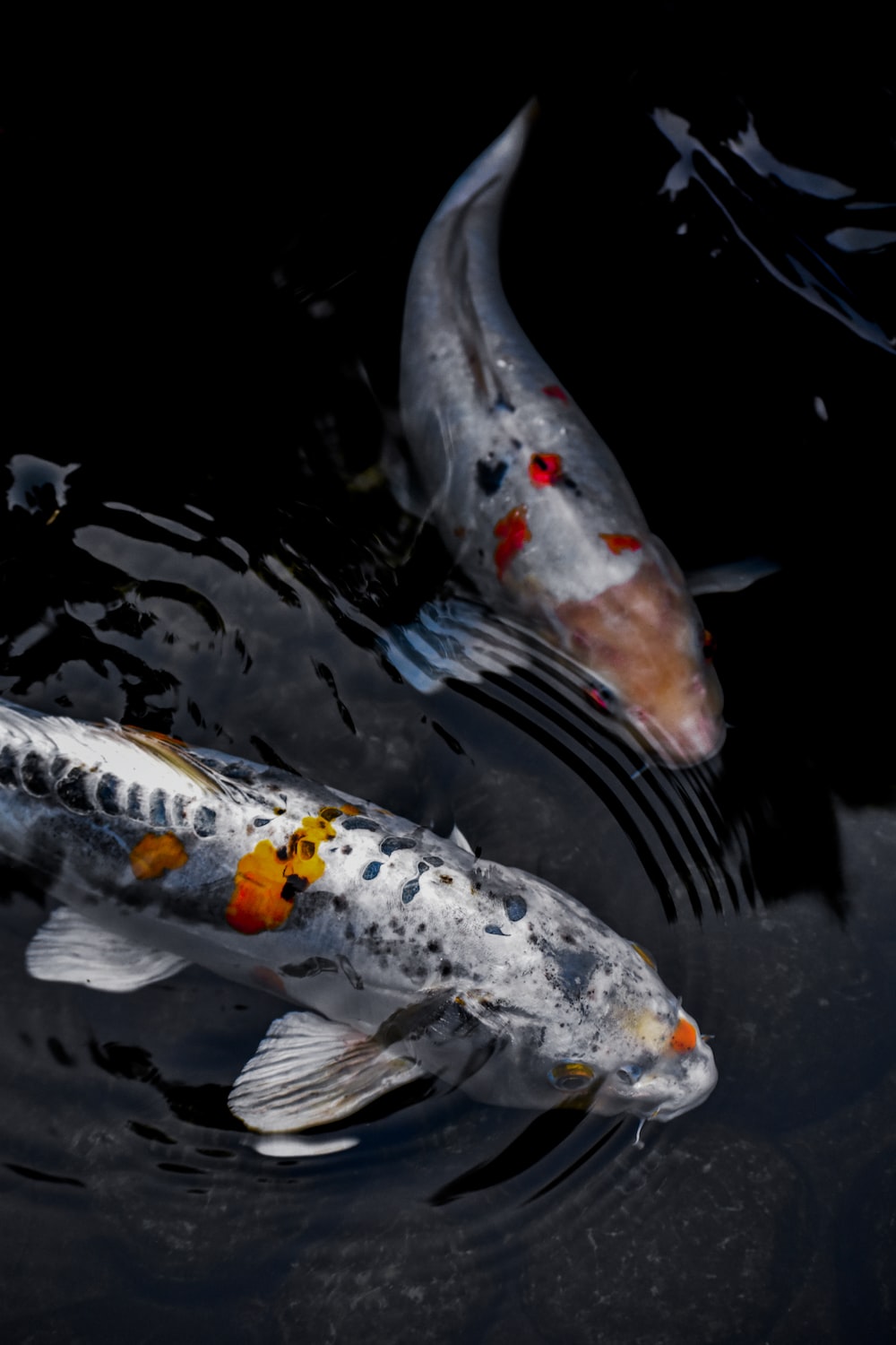 Koi Carp Picture. Download Free