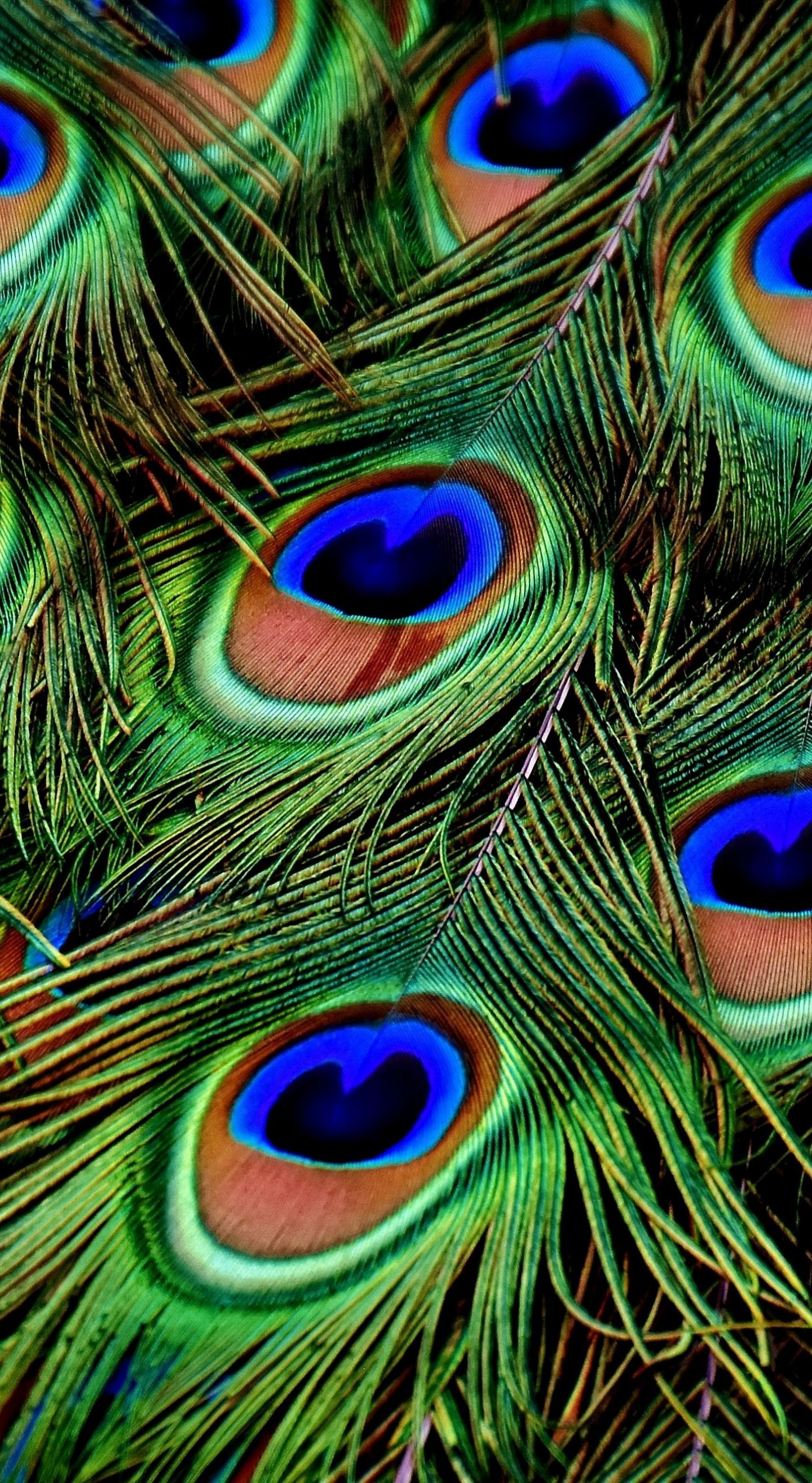 Peacock Feather Wallpaper HD For Mobile