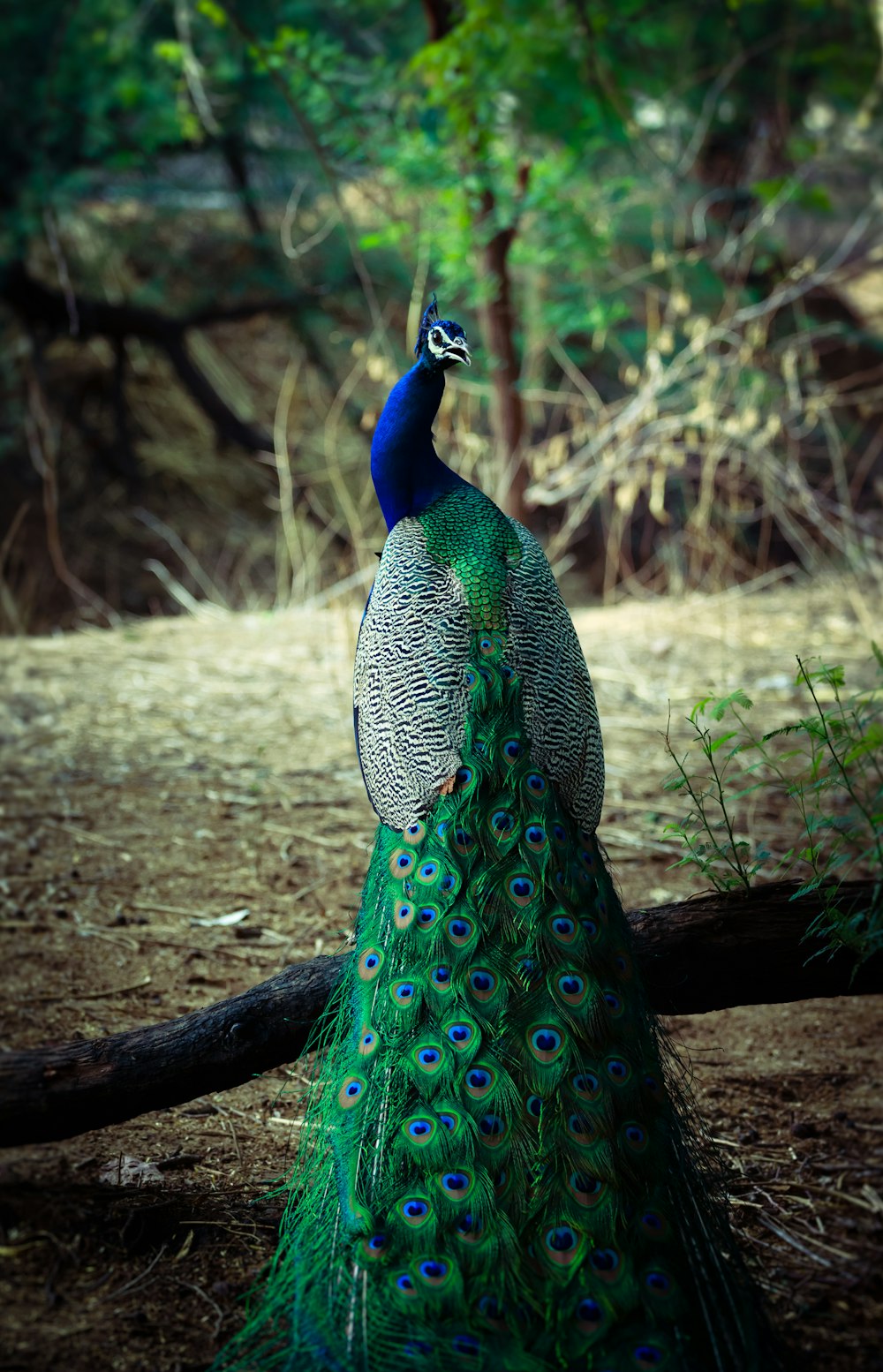 White Peacock Picture. Download