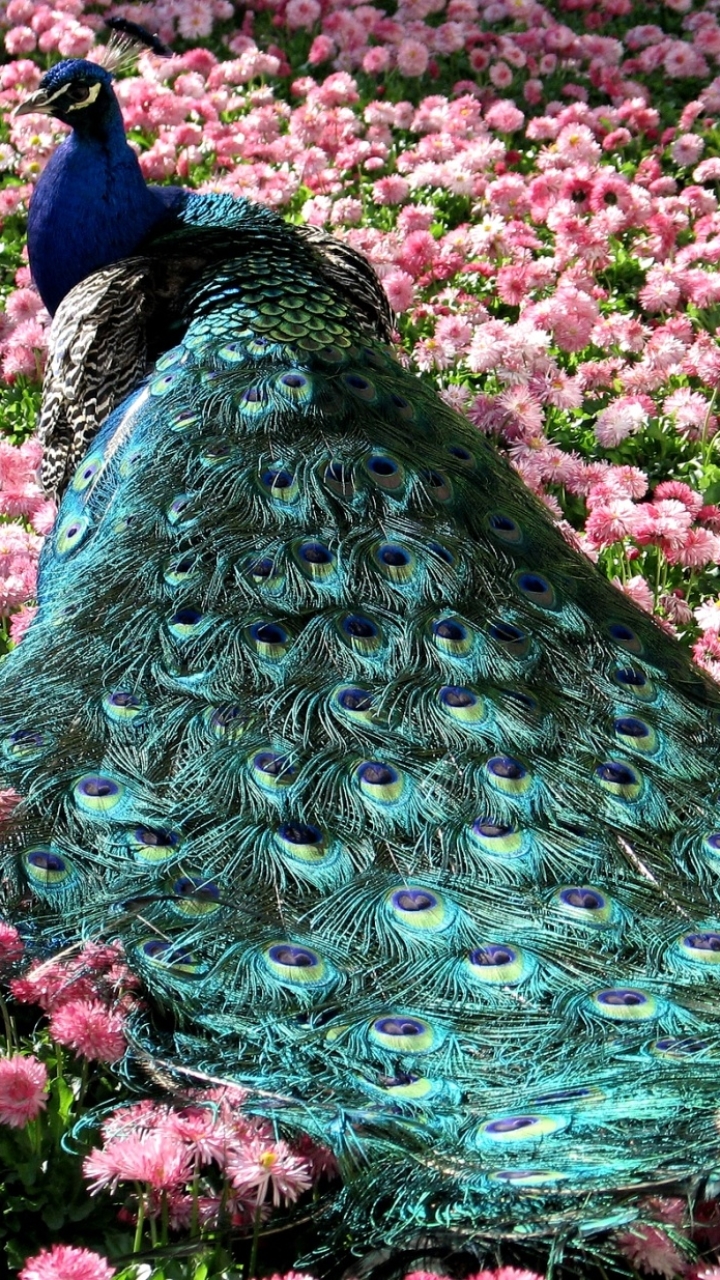 Peacock Phone Wallpaper