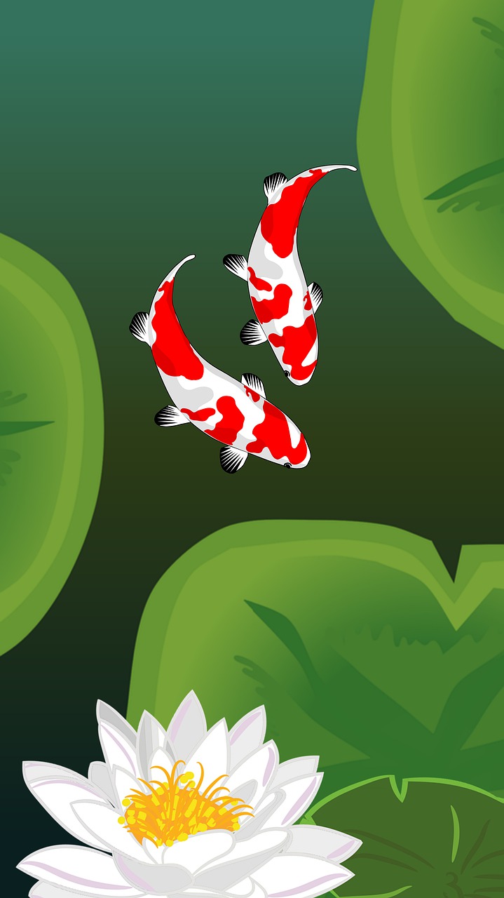 Download Koi Pond Koi Fish Wallpaper