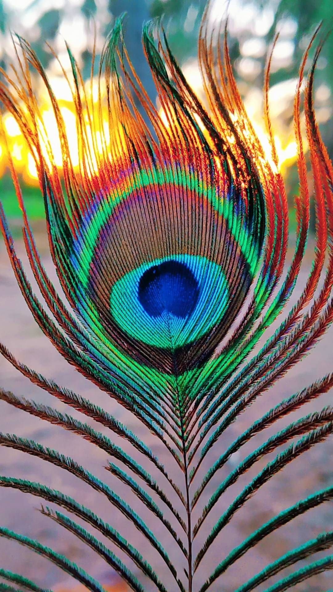 Peacock feather Wallpaper Download