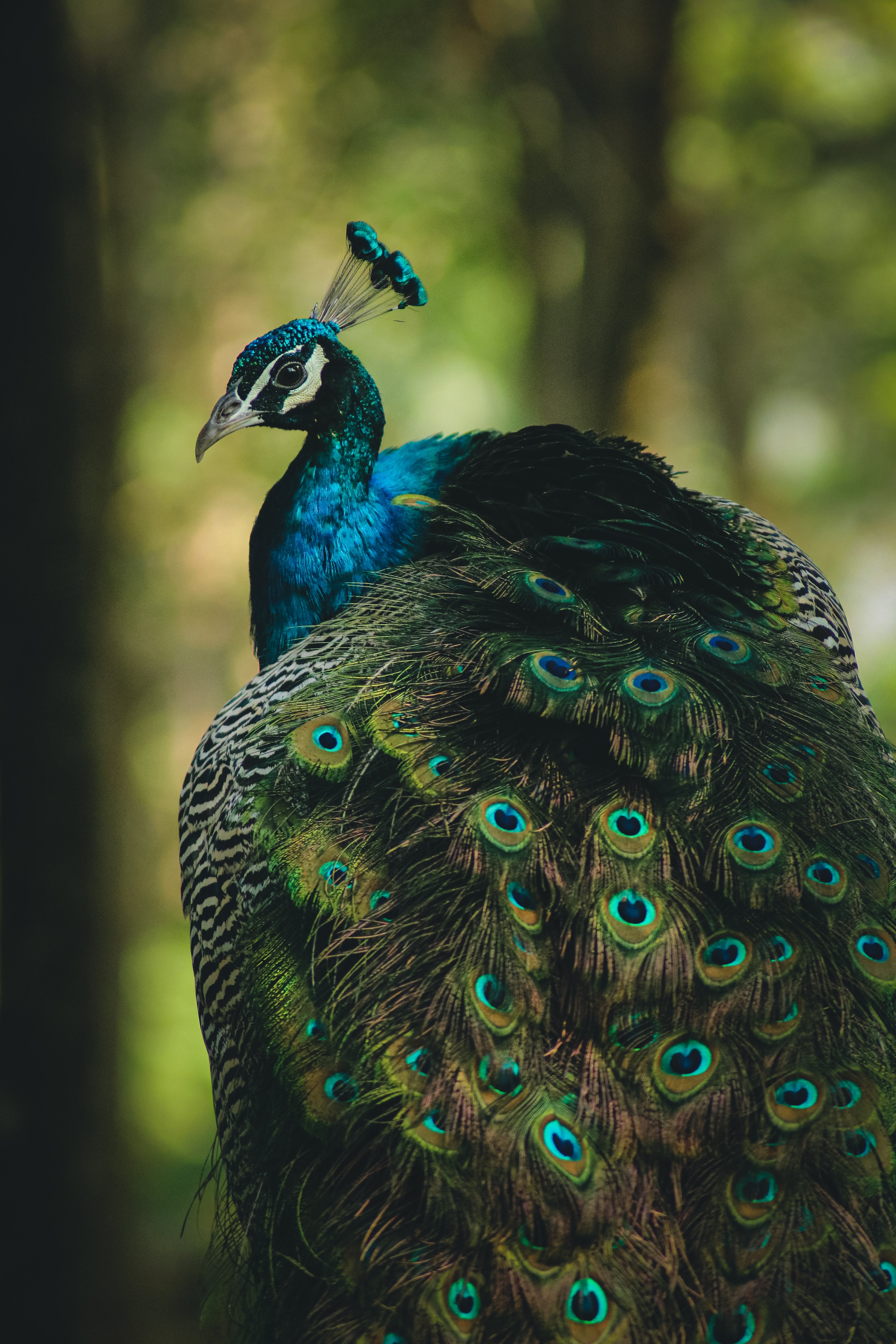Peacock Mobile Wallpaper · Free