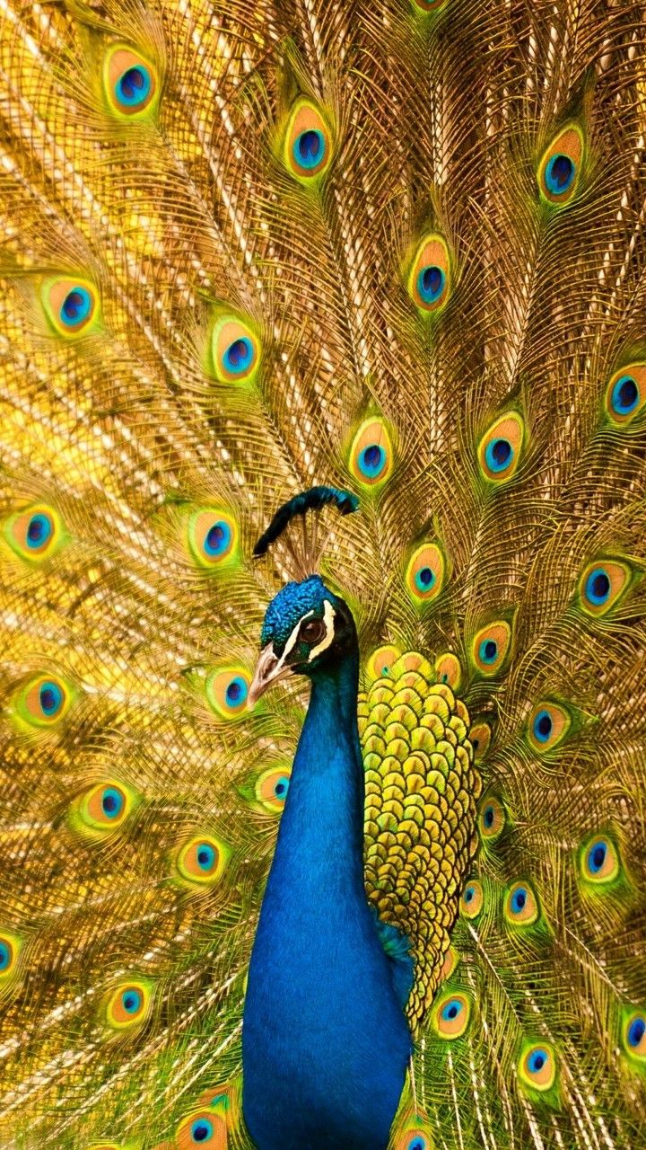 India Blue Peacock: Pavo Cristatus. HD
