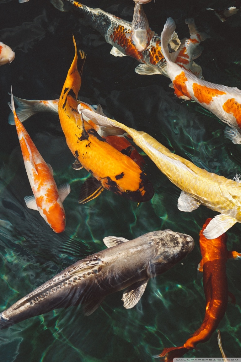 Koi Fish Ultra HD Desktop Background