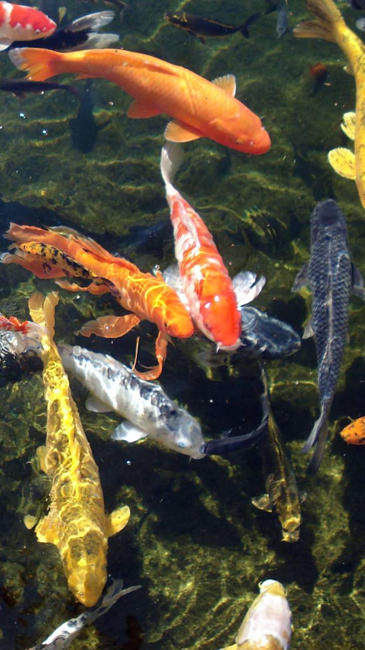 Koi Fish Live Wallpaper:Amazon.com