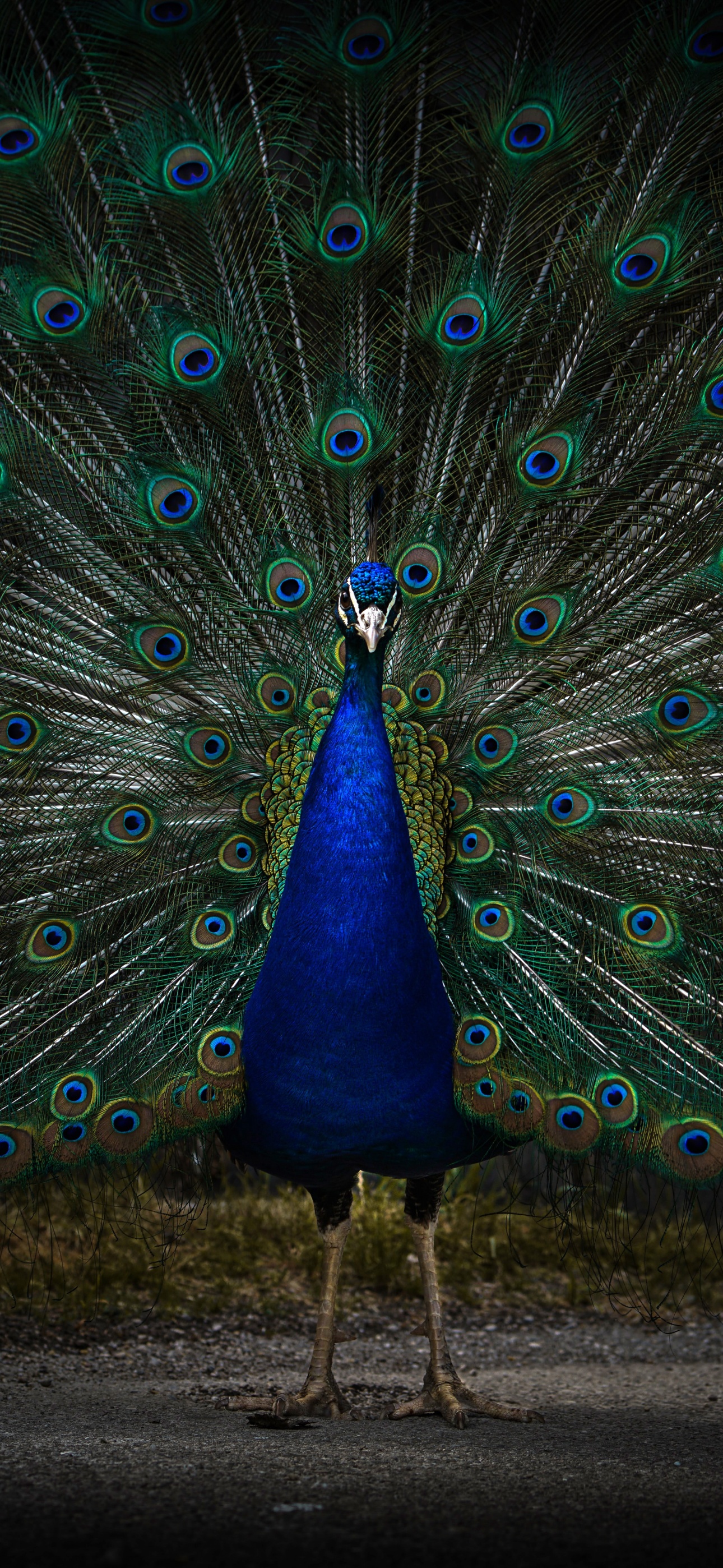 Peacock Wallpaper 4K, Peafowl, Zoo