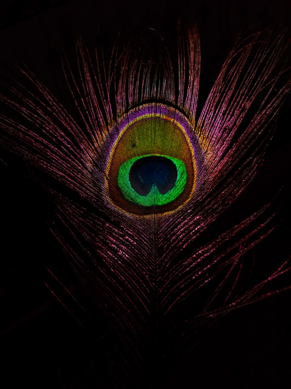 Peacock Feather Picture