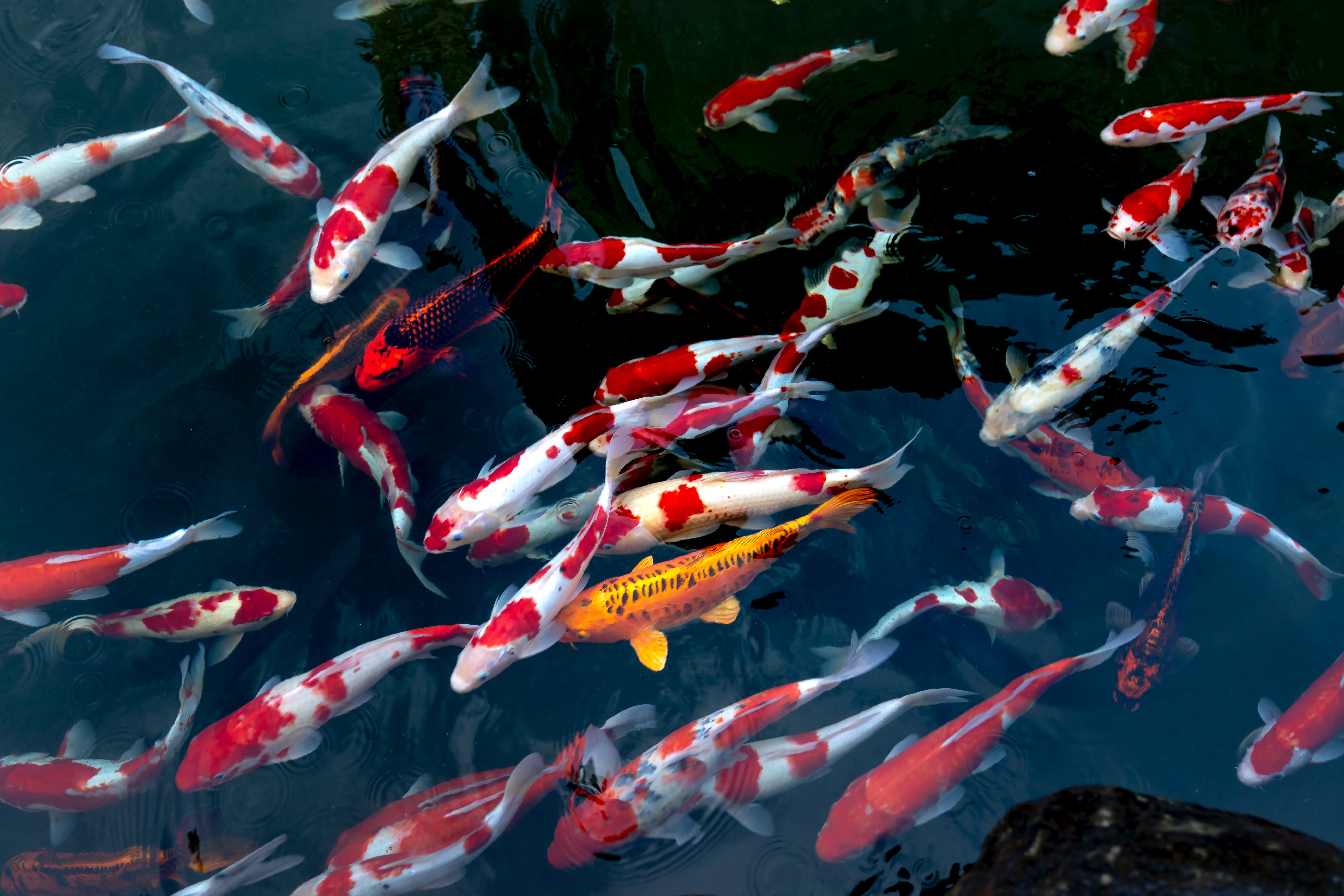 Koi Fish Photo, Download The BEST Free Koi Fish & HD Image