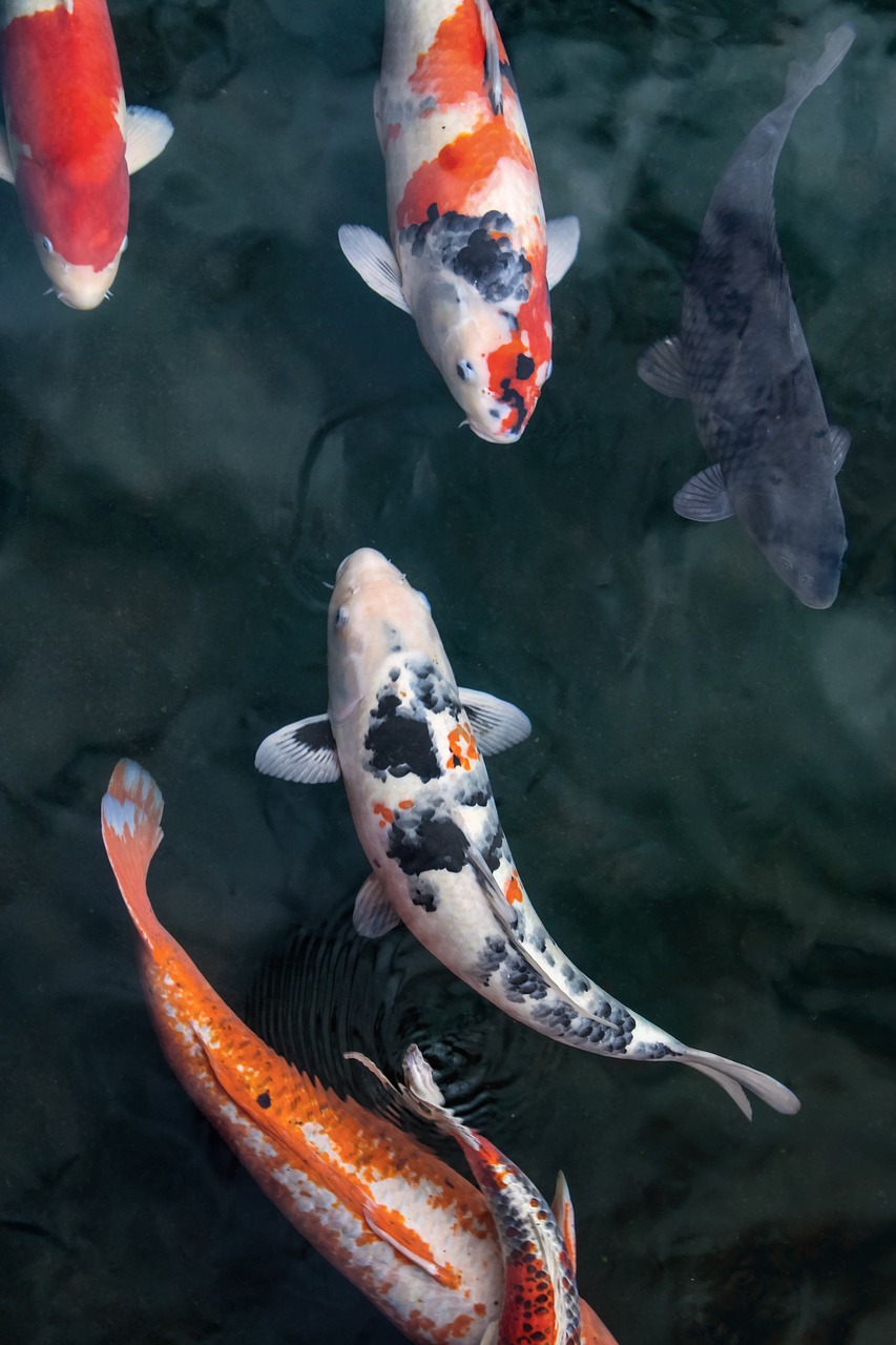 Fish Koi Carp photo