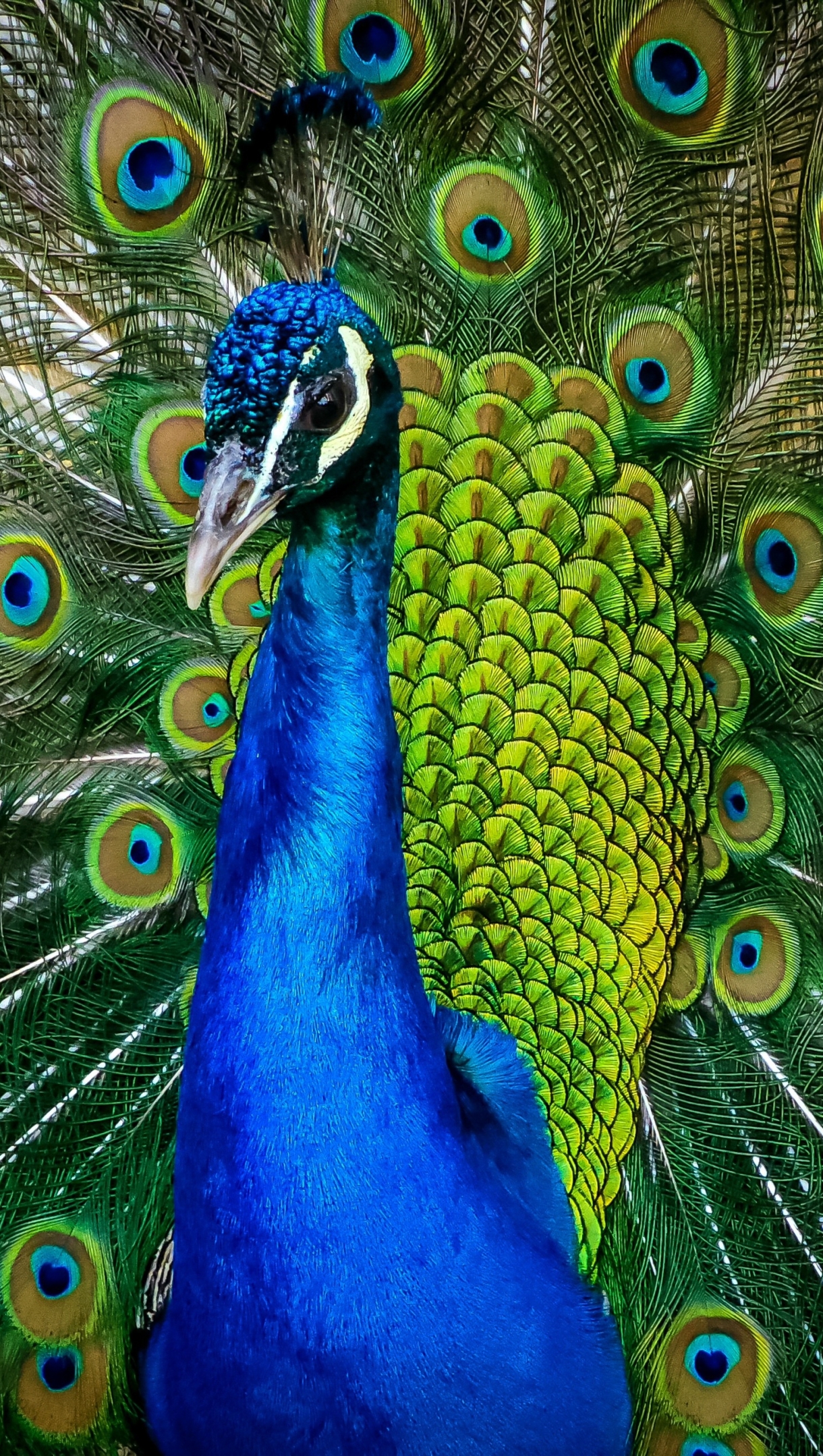 Peacock iPhone Wallpaper