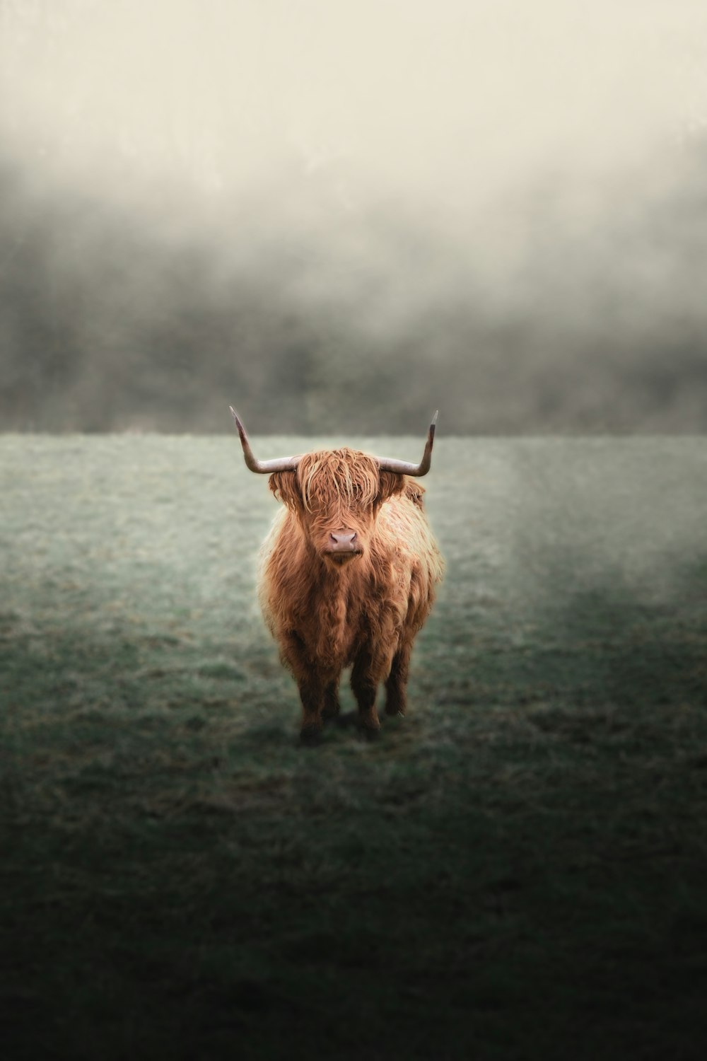 Highland Cow Picture. Download