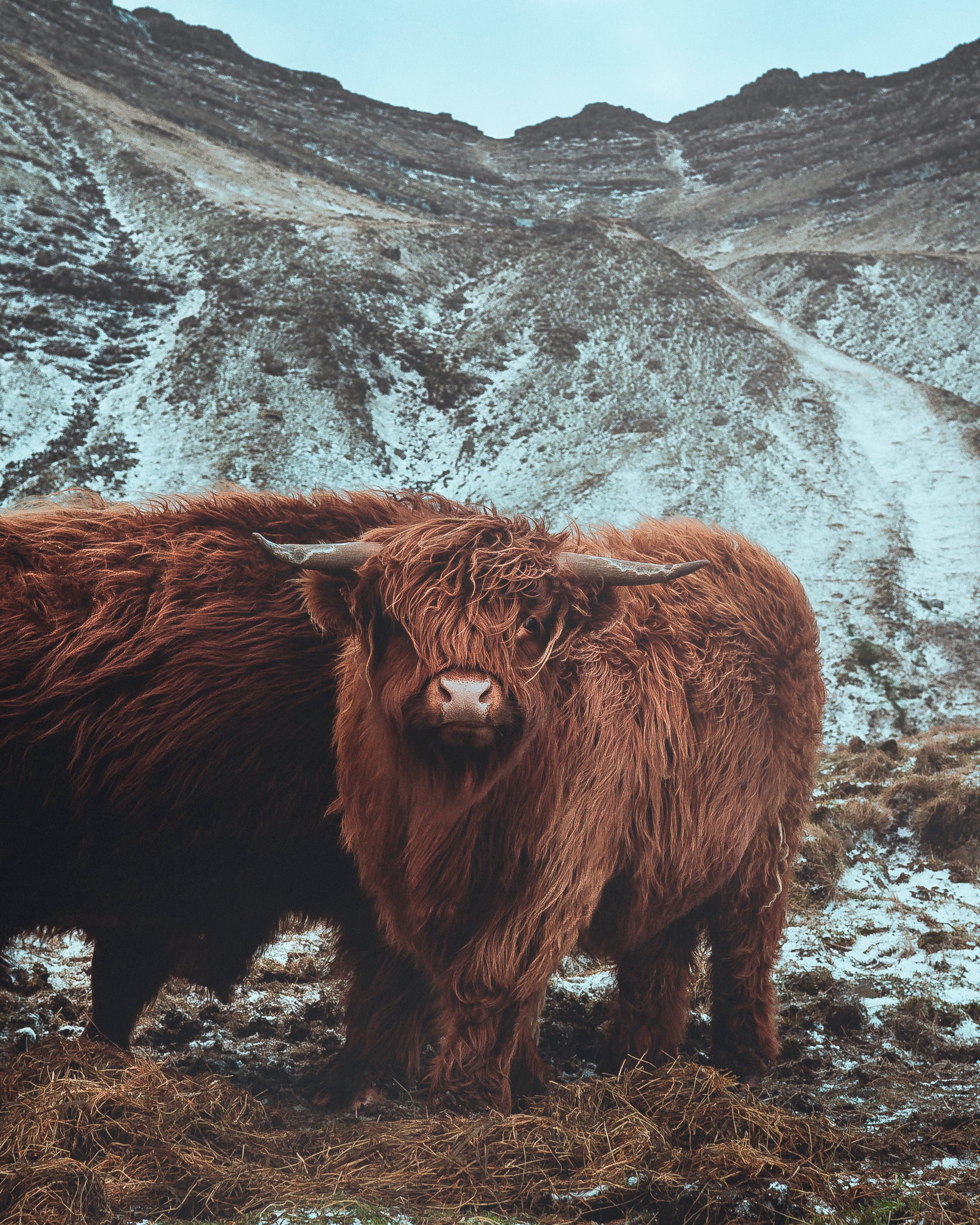 Scottish Highland Cow Photo, Download