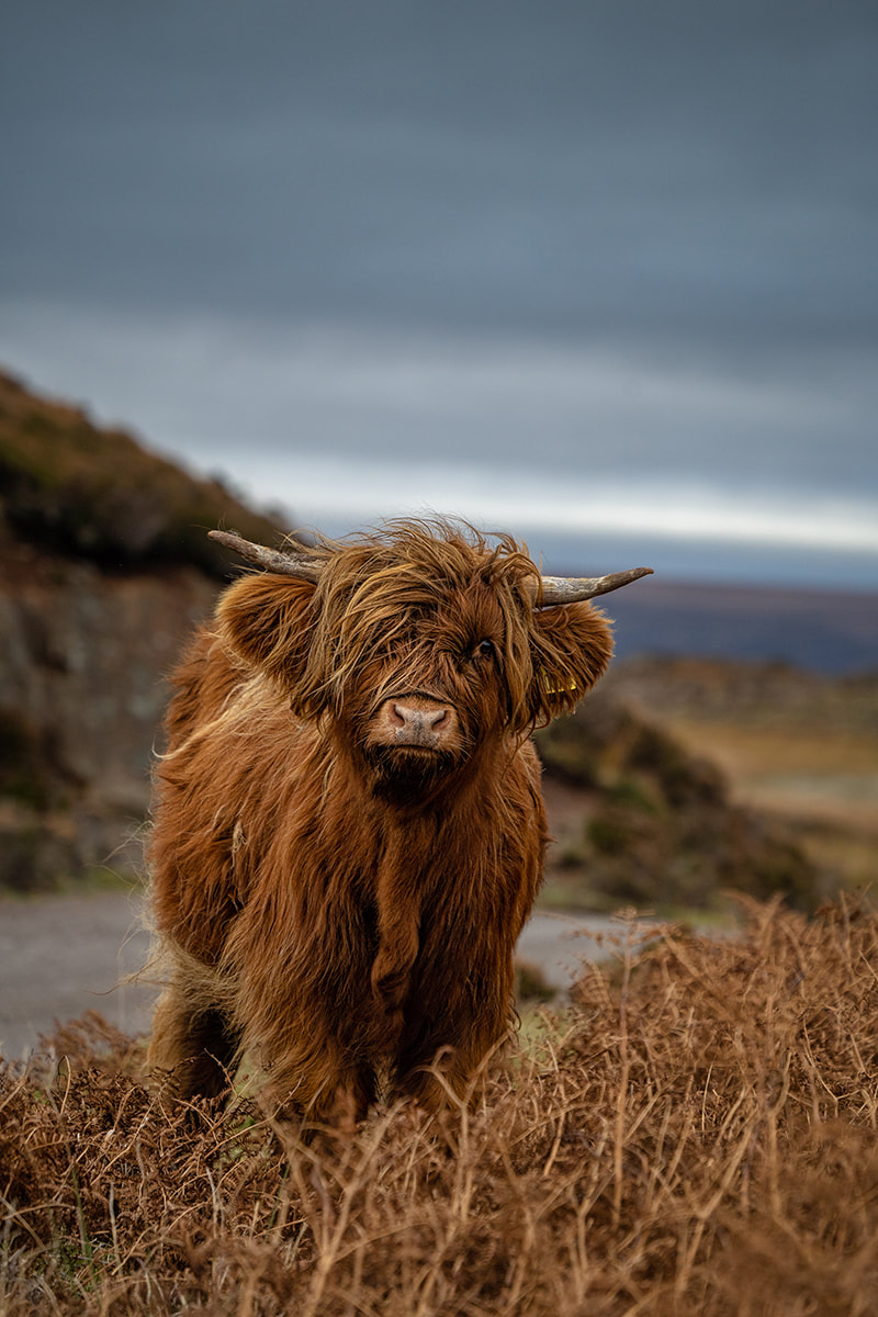 Highland Cattle, Scotland