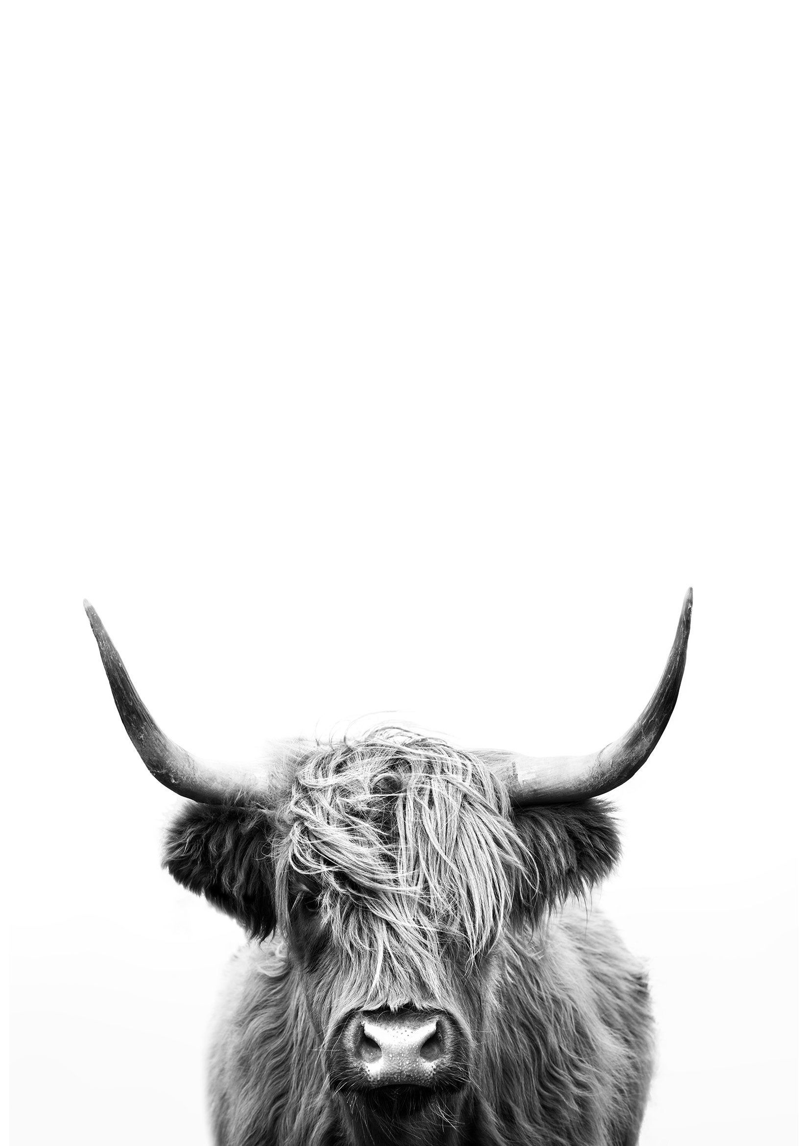 Highland Cow Print Black and White Home